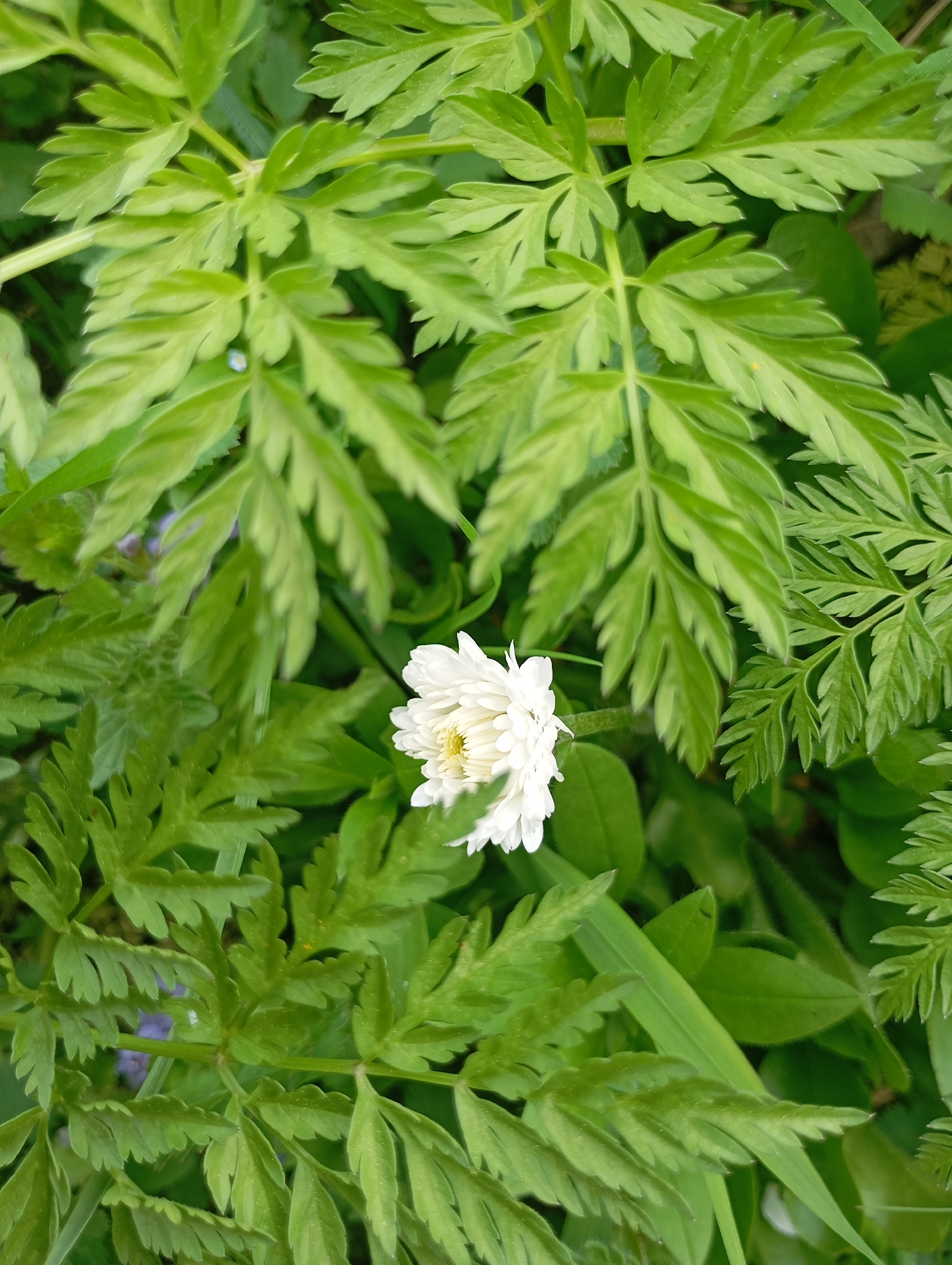 A close-up shot captures a white flower with a yellow center nestled among vibrant green, fern-like foliage. The leaves appear to be densely packed, partially obscuring the flower and creating a layered effect. The location, city, and surrounding environment are not discernible from the image.