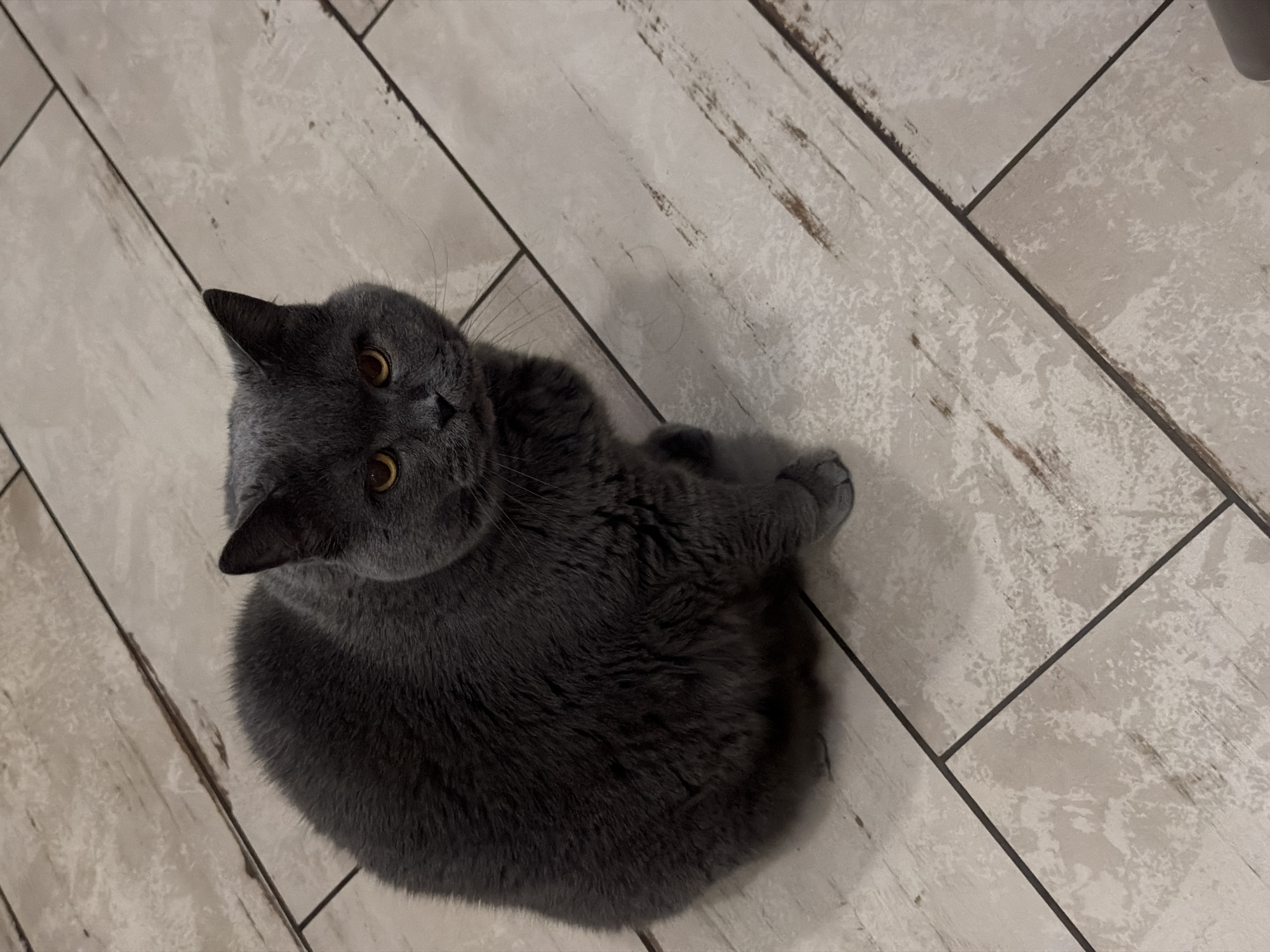 A British Shorthair cat with grey fur and amber eyes is sitting on a tiled floor. The tiles are light-colored with a wood-grain pattern. The cat is facing the camera and appears to be looking directly at it. The background is out of focus, but it appears to be an indoor setting. There is no indication of the city of Шмидтово, Russia in the image.