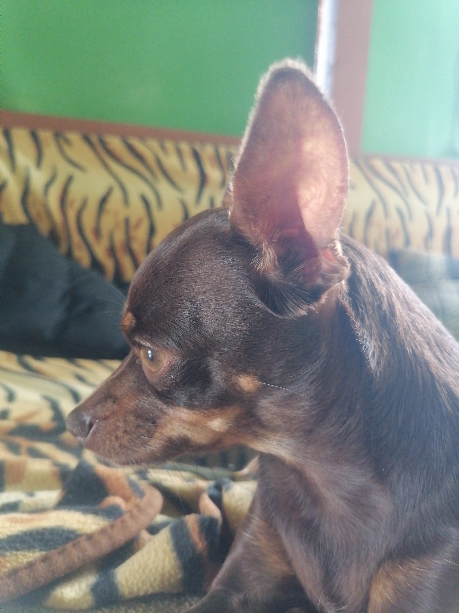 A close-up profile shot shows a small, brown dog with large ears lying down. The dog is facing to the right of the frame. Its fur is smooth and dark brown, with some lighter brown markings on its face and ears. The dog's left eye is visible and appears to be a light brown color. The dog is lying on a patterned blanket with stripes of yellow, black, and brown. In the background, a black pillow or cushion is visible behind the dog. Further in the background, there is a green wall and what appears to be a couch with a tiger-striped pattern on its upholstery. The scene is indoors, likely in a residential setting. There is no discernible indication of the city of Novopokrovka, Russia, in this image.
