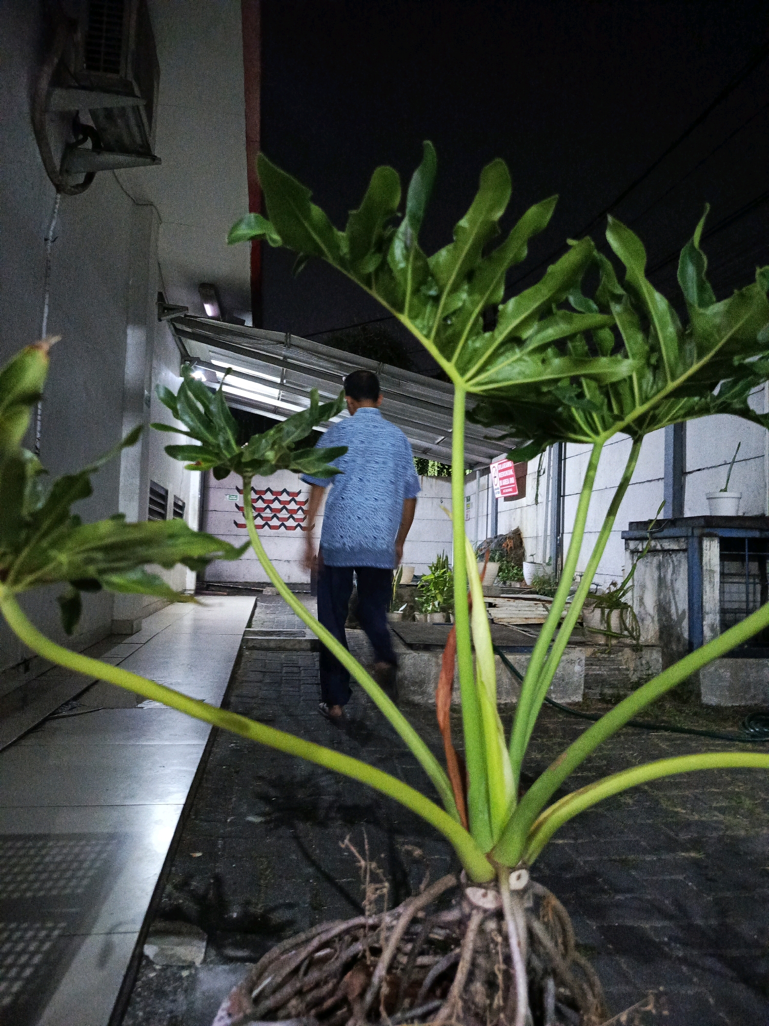 A person walks away from the camera on a paved walkway at night in East Jakarta, Indonesia, near a building with a covered walkway. The person is wearing a blue patterned shirt and dark pants. In the foreground, a large tropical plant with prominent roots and broad, lobed leaves is in focus. The plant's green stems and leaves are illuminated by artificial light. In the background, a grey building wall with a black air conditioner unit is visible. Further back, a white wall with a red and black patterned design is present. There are also potted plants and some metal structures.