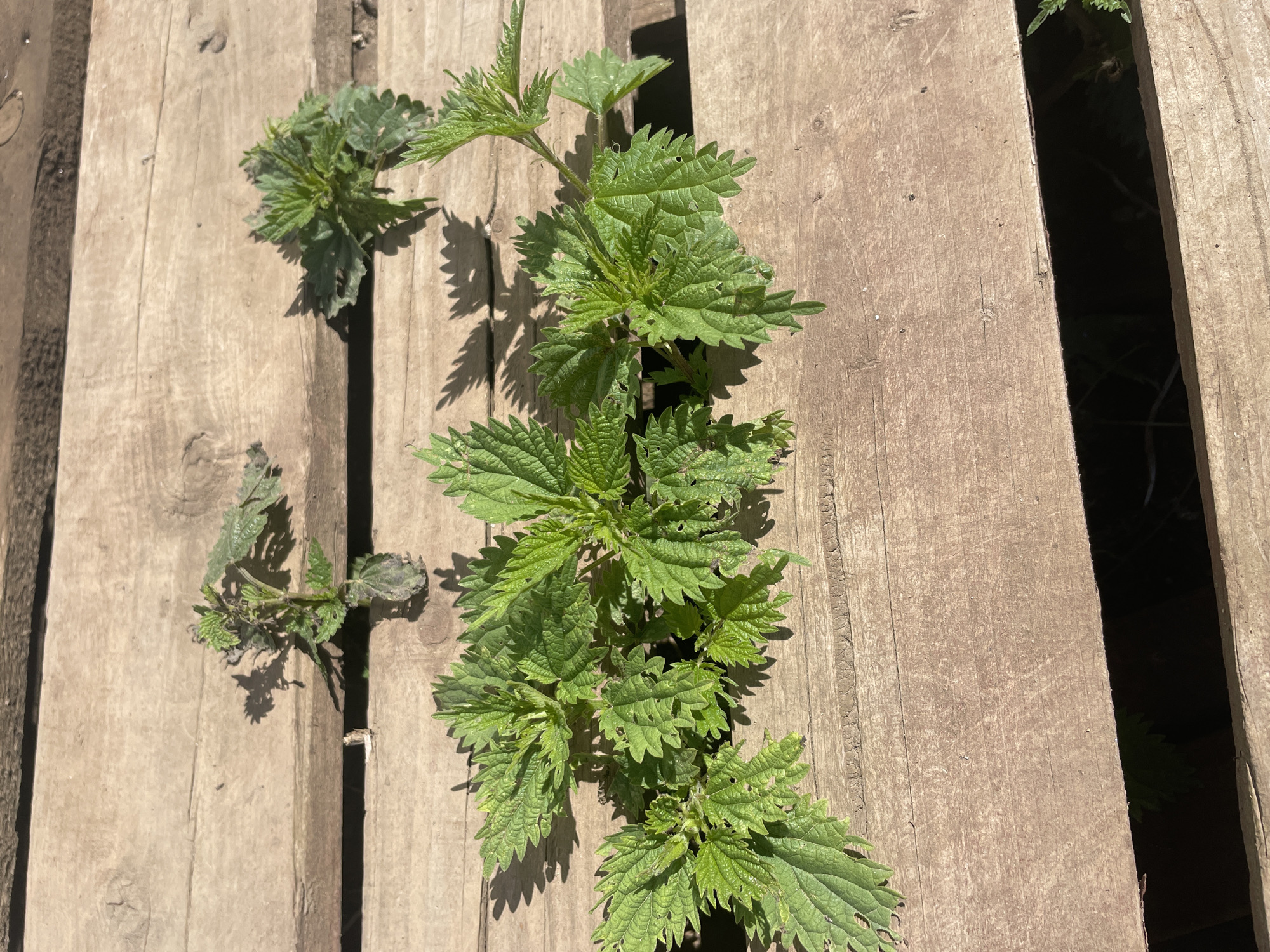The image shows several young nettle plants growing through the gaps in weathered wooden planks, which appear to be part of an outdoor surface like a deck or boardwalk. The planks are laid horizontally across the frame, with some spacing between them, allowing the plants to emerge from below. The nettles are bright green and have the characteristic serrated leaves of the plant. The lighting suggests it is daytime, with strong sunlight casting shadows of the plants onto the wood. There are no people or animals visible in the image. The overall impression is one of nature reclaiming a man-made structure. The location is identified as Tervolovo, Russia.