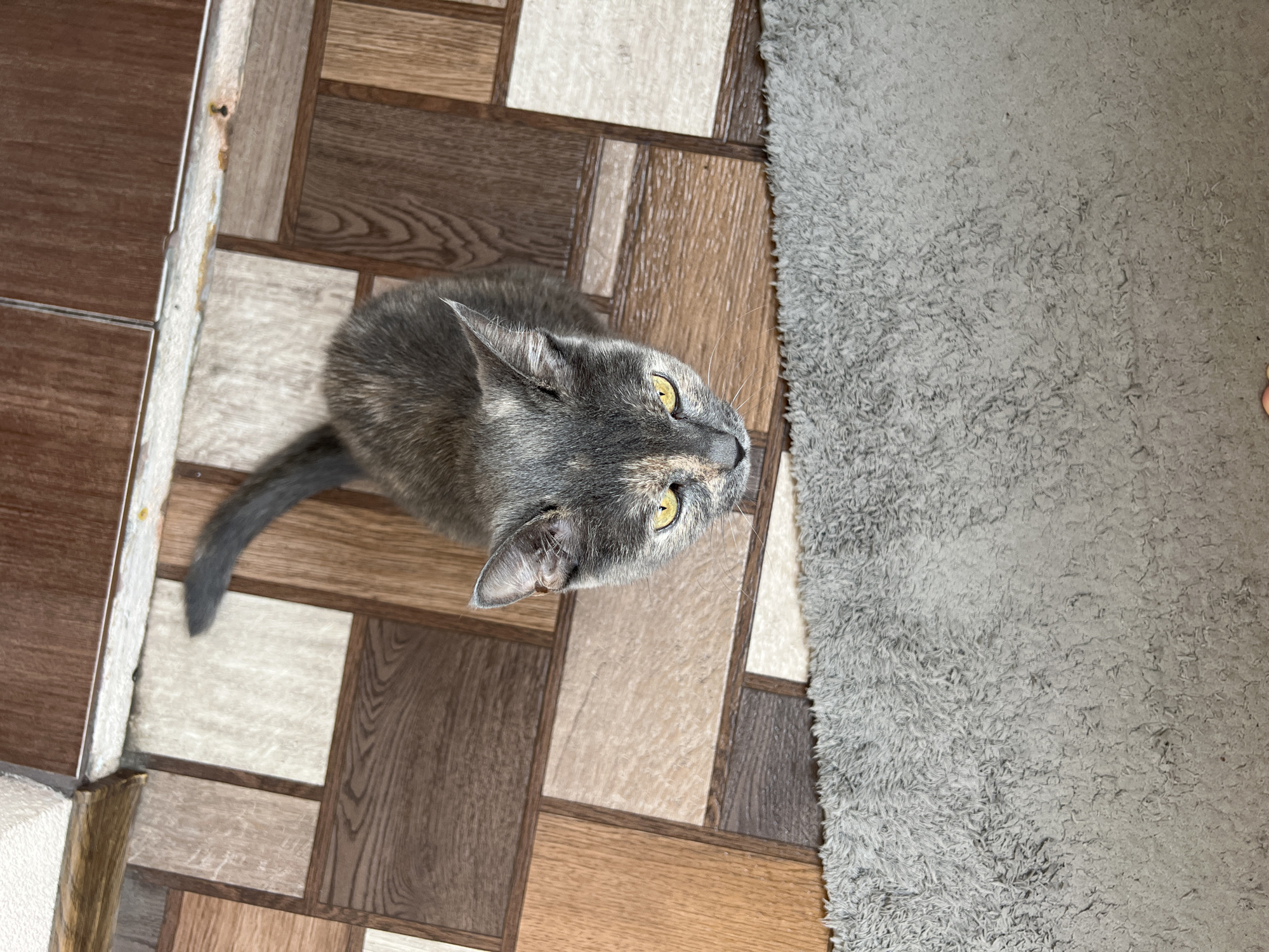 A high-angle, full shot shows a tortie cat with yellow eyes sitting on a tile floor. The cat is facing upwards and looking directly at the camera. The floor is covered in rectangular tiles that mimic the appearance of wood grain and are arranged in a checkerboard pattern. A gray rug is partially visible at the bottom of the frame. The image appears to have been taken indoors, possibly in a residential setting in Tolyatti, Russia, though no specific landmarks are visible to confirm this location.
