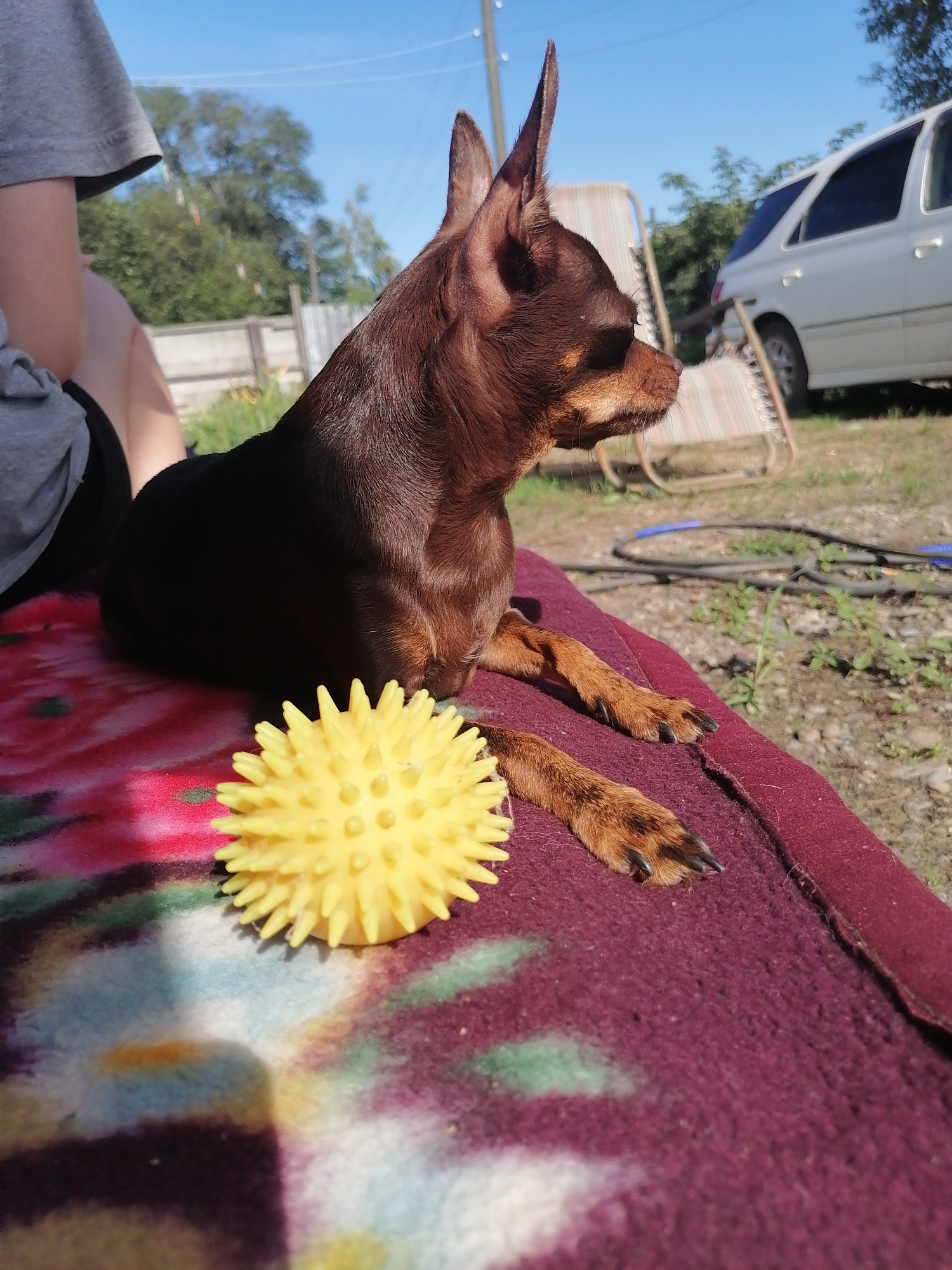 A small brown dog with large ears is resting on a maroon blanket outdoors on a sunny day. Next to the dog is a bright yellow spiky ball. In the background, a white car, a lawn chair, and trees are visible, suggesting a suburban or rural setting. The image appears to be taken in Novopokrovka, Russia, indicated by the context provided.