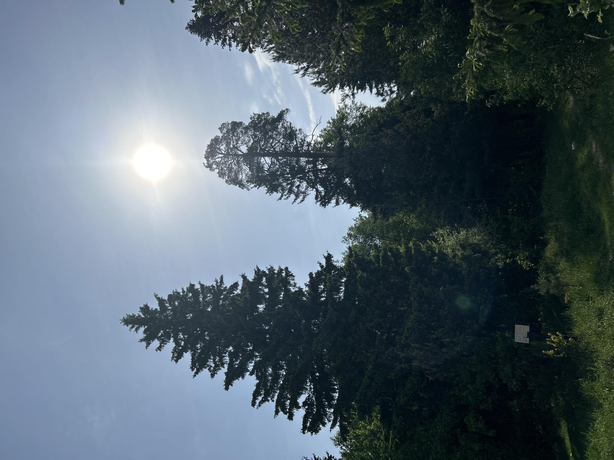 The image depicts a bright, sunny day in what appears to be a park or wooded area. The sun is high in the sky, with clear blue above the trees. There are several tall trees dominating the scene, with dense green foliage. Some trees have a triangular shape. In the lower right, there is a patch of green grass with some brown vegetation mixed in. There is also a white sign. The specific location is the city of Chaikovsky, Russia. There are no people visible.