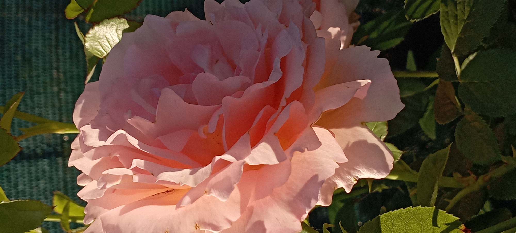 The image shows a close-up of a large, light pink rose in bloom. The rose has many layers of delicate, ruffled petals that are lit by a soft, warm light, casting shadows that highlight the texture and depth of the flower. Some of the petals are translucent, revealing hints of deeper pink and orange hues within. The background is out of focus, featuring dark green leaves and stems of the rose plant, as well as a blurred green mesh fence. The overall impression is one of natural beauty and serene elegance. The specific location in Radisne, Ukraine is not discernible from the image itself.