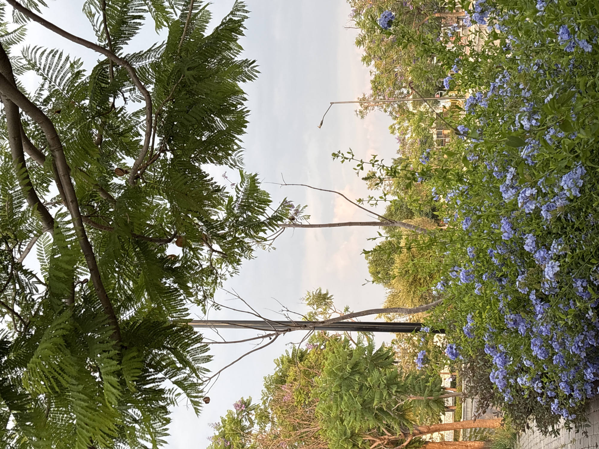 The image shows an outdoor scene, likely a park or garden, in Santa Clara Ocoyucan, Mexico. The perspective is tilted upwards, capturing trees with green foliage and branches framing the sky. A tree on the left exhibits fern-like leaves, while the right side features bushes with clusters of small blue flowers. A dark metal pole runs vertically through the center of the frame. A streetlight is visible in the distance. The sky is pale with a hint of sunlight. No people are visible in the image.