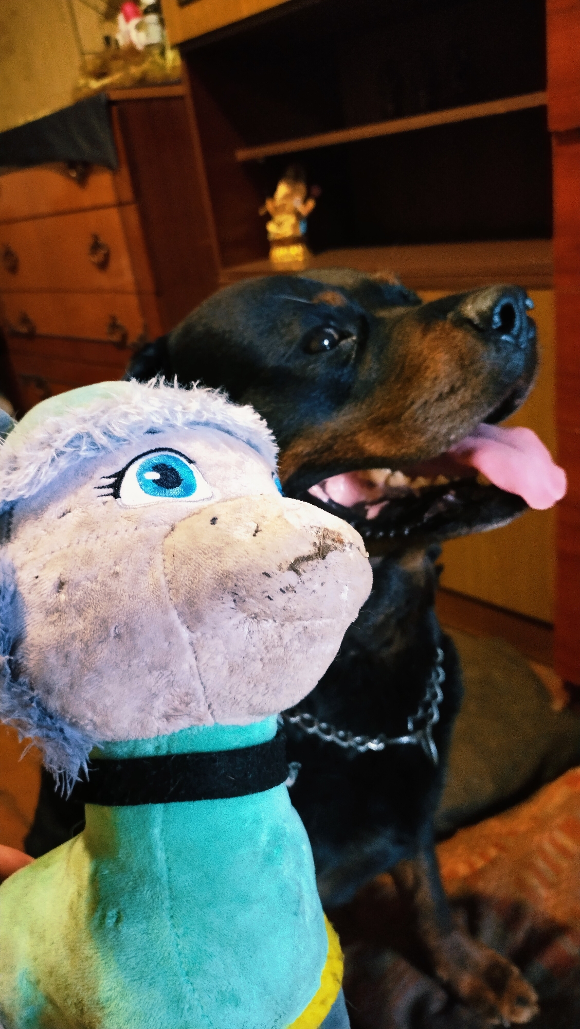 A Rottweiler dog with black fur and brown markings is in the foreground, looking at the camera with its mouth open and tongue hanging out. The dog is wearing a silver chain collar. To the left of the dog is a grey plush toy with blue eyes and a green and yellow outfit. The toy has some visible wear and tear. In the background, there is a wooden dresser with drawers and a shelf unit. On the shelf, a small golden statue is visible. The scene appears to be indoors, in a dimly lit room, possibly a home in Horishni Plavni, Ukraine.