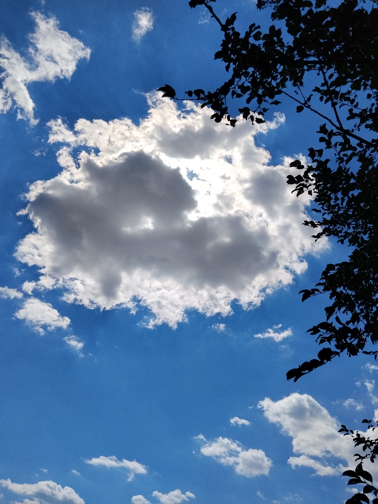The image is an outdoor, low-angle shot looking up at a bright blue sky with scattered white and gray clouds. In the upper right quadrant of the image, the dark silhouette of tree branches with leaves is visible. A large, dense cloud is centered in the frame, partially obscuring the sun, which creates a bright glow around its edges. The scene depicts a partly cloudy day in Hoholeve, Ukraine. No people, objects, or actions are discernible in the image.