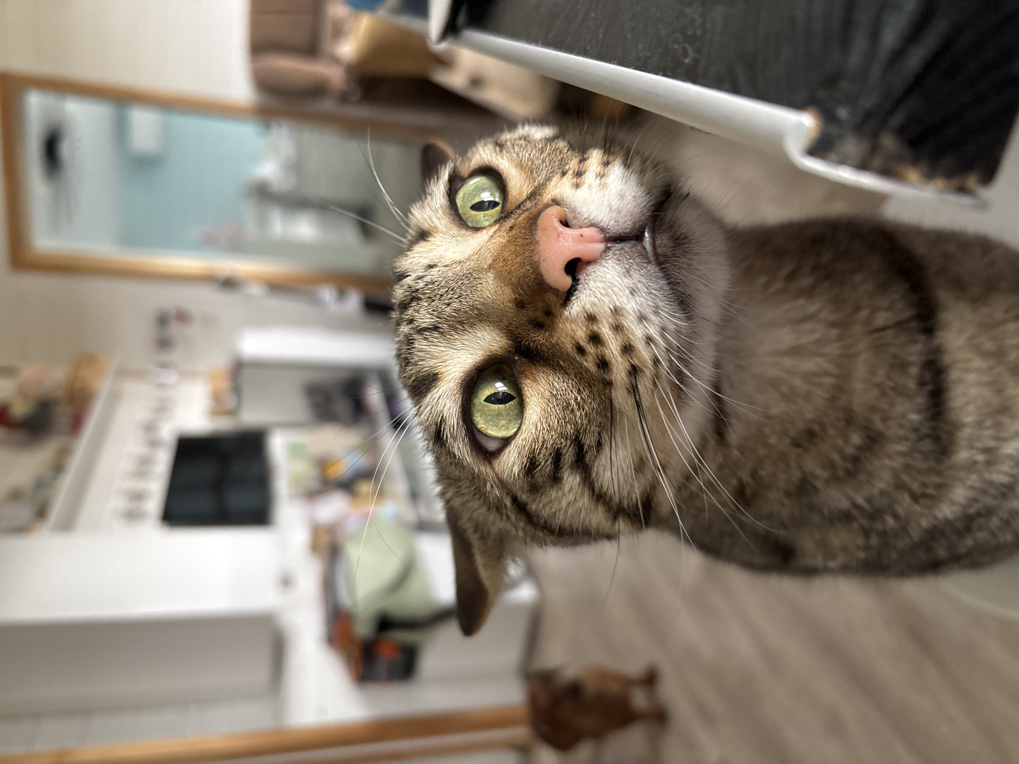 A close-up, slightly rotated portrait of a tabby cat with green eyes and a pink nose dominates the frame. Its whiskers are prominent, extending outwards. In the background, out of focus, is a room interior that appears to be a kitchen or bathroom based on the presence of a mirror, cabinets, and other household items. A small brown dog is also barely visible. There is no definitive evidence to confirm the location as Раздолье, Russia.