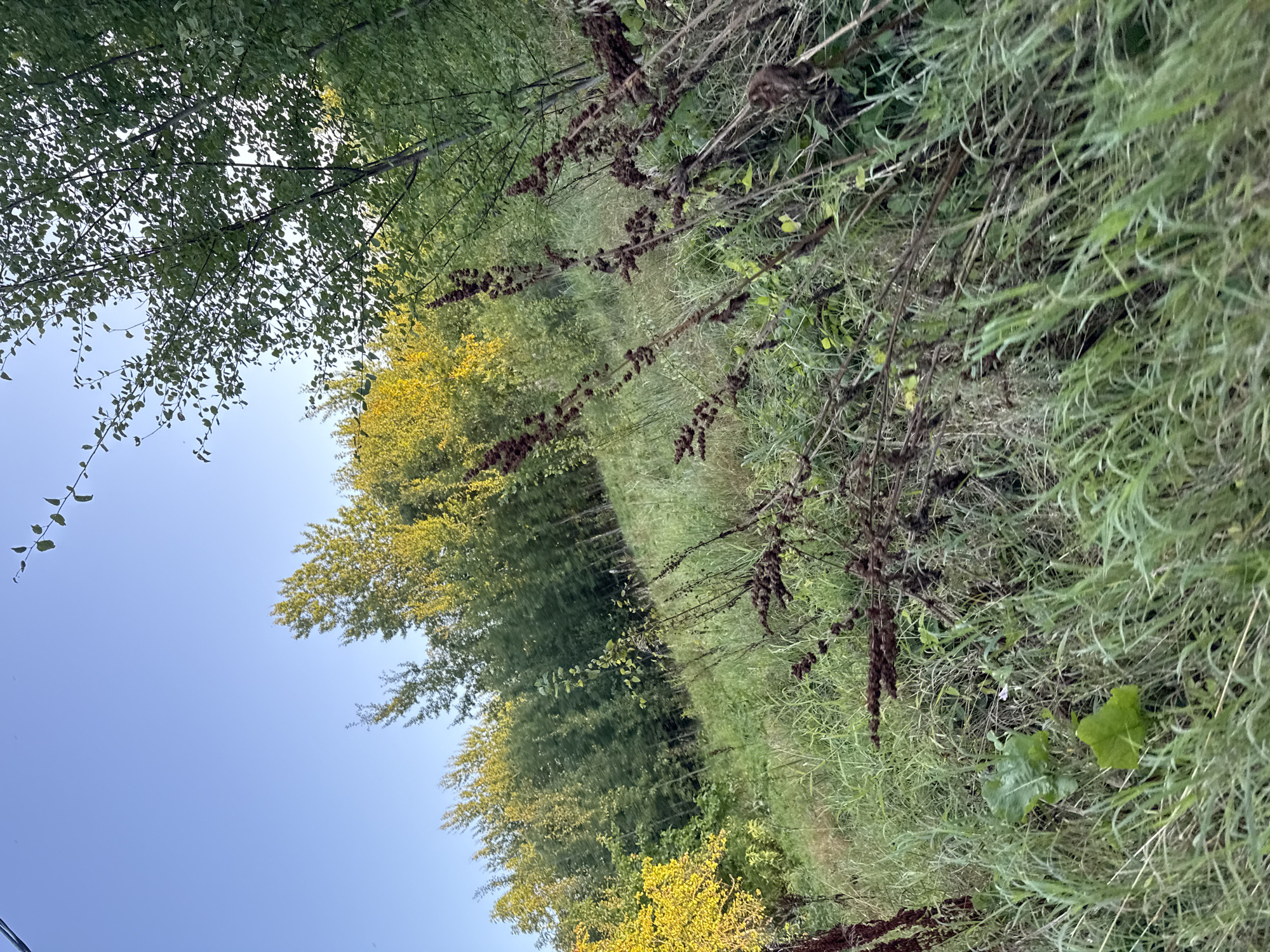 A low-angle shot captures a sun-drenched grassy field bordered by a dense forest under a clear blue sky. The foreground is dominated by tall, dry brown seed stalks, some of which are bowed over. Interspersed are green blades of grass and large, green leaves. In the midground, the terrain slopes upward towards a line of trees with bright yellow-green foliage. Behind these, a denser forest of darker green trees recedes into the background. The scene is devoid of any human presence or activity. The image quality is average, with some motion blur visible, particularly in the foreground. The overall impression is a natural, rural landscape. No specific landmarks in Tallinn, Estonia are visible.