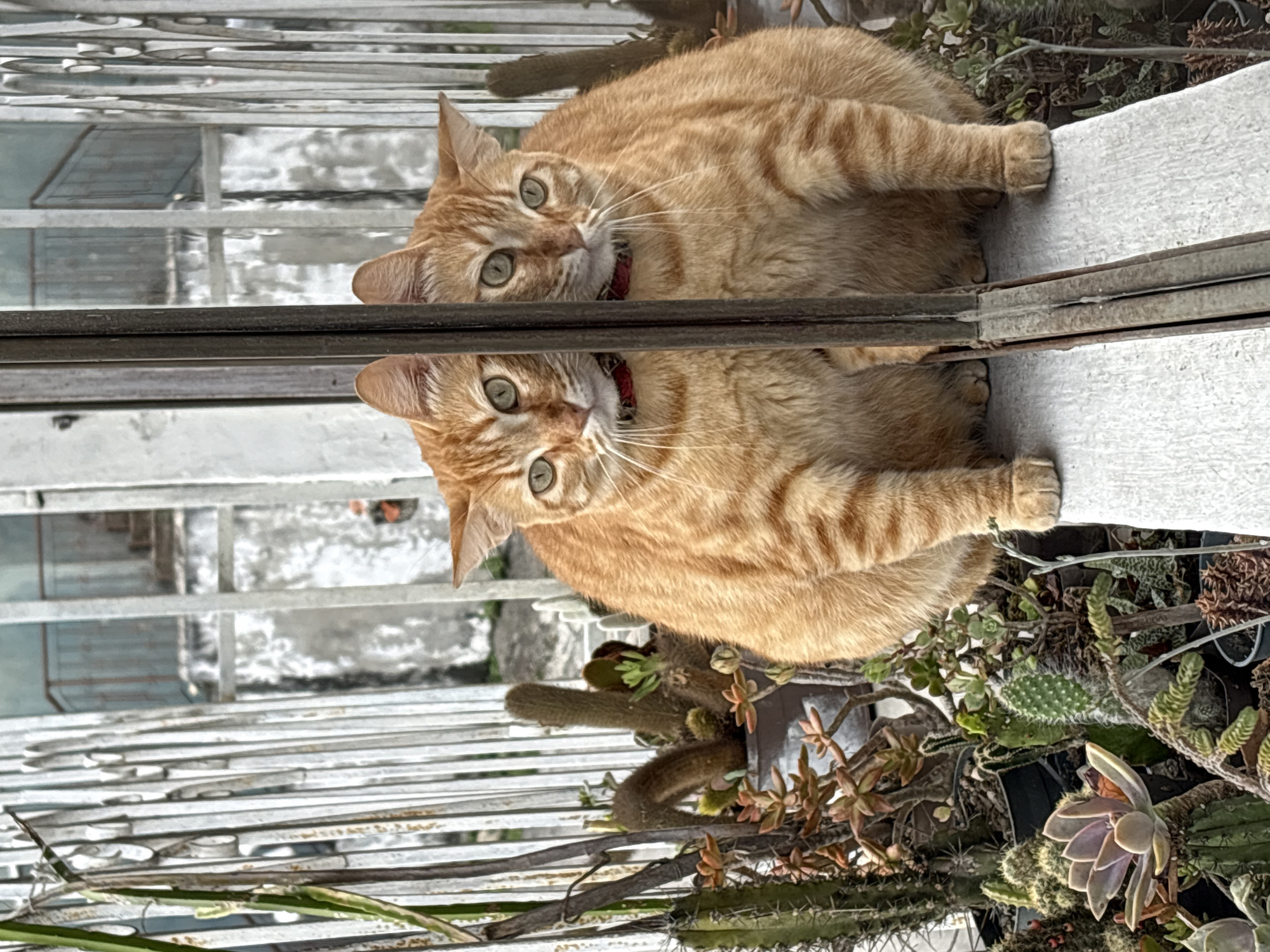 An orange tabby cat is positioned in front of a metal fence, with its reflection visible in a vertical metal bar in the foreground. The cat, wearing a red collar, has green eyes and is looking forward. Behind the cat and fence, a blurred background shows a building with stairs and a balcony. The scene is set outdoors amidst a variety of succulents and cacti in pots. The image appears to be taken in Carrizal, Venezuela.