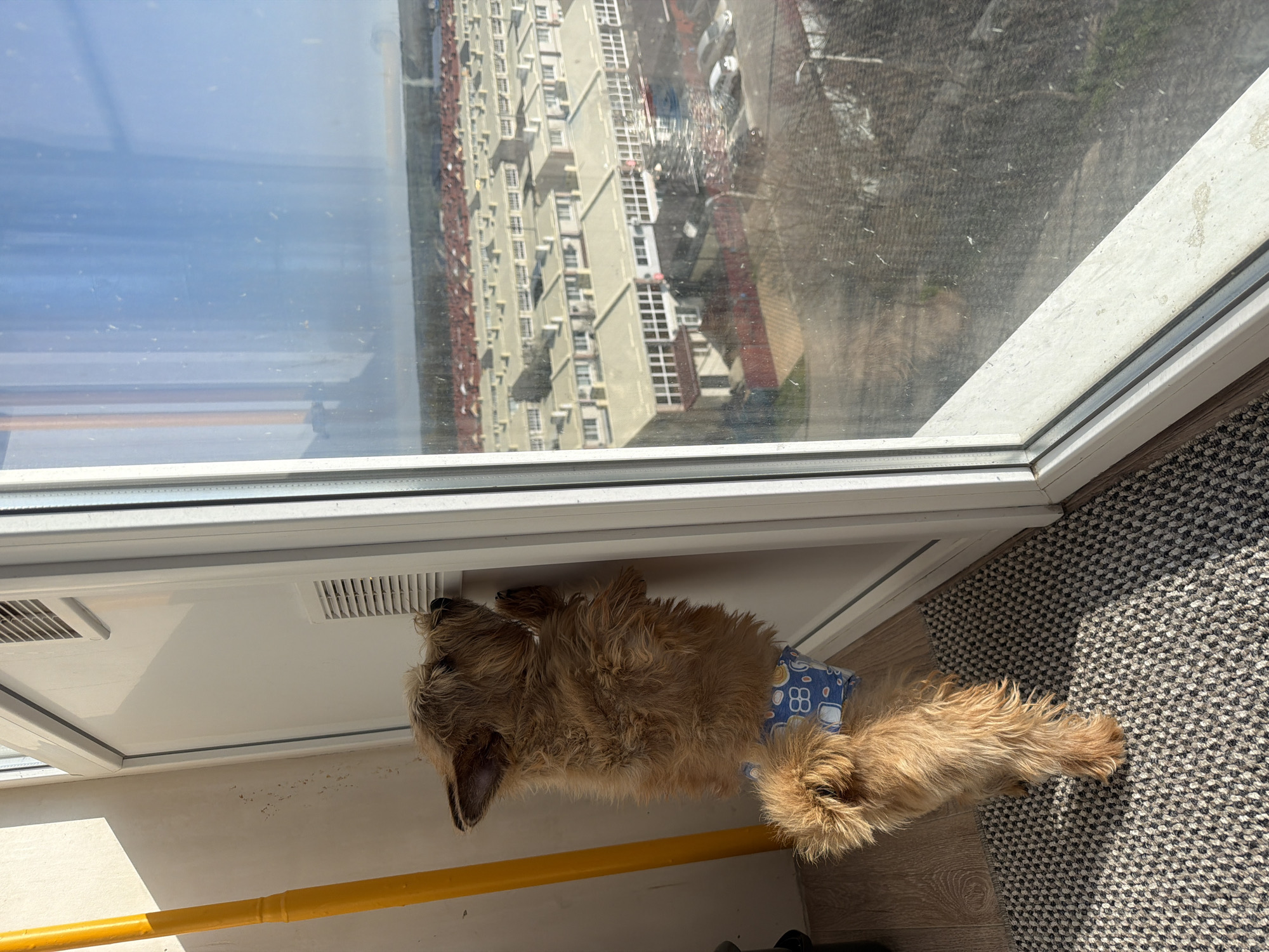 A tan dog lies on its back between a window and a gray-and-white rug in a sunlit room. The dog wears a blue diaper or wrap with a pattern of white squares and blue numbers or symbols. Outside the window, a tall, tan building with many windows is reflected in the glass. A yellow bar or pipe runs parallel to the window. The room appears to be an apartment or condo. The location is in an urban area.