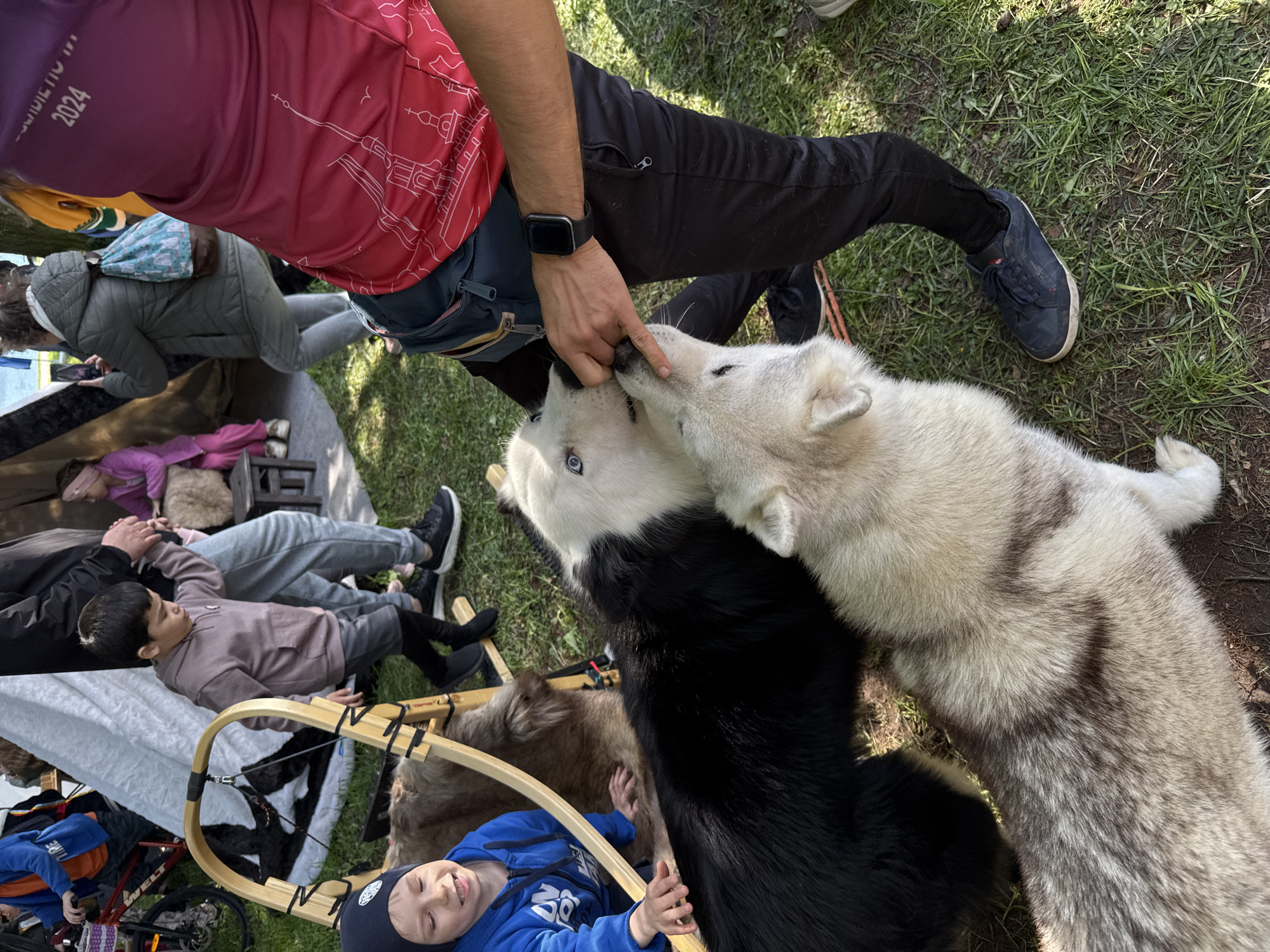 A medium shot depicts a man in black pants and a red shirt with a skyline of Saint Petersburg, Russia, on the shirt. He has a smart watch on his left wrist and is interacting with two dogs. One dog is black and white, the other is light gray and white. They are touching noses. The dogs stand on grass with patches of dirt visible. In the background, there are several children and adults, some lying on blankets, and a sled with fur. A blue bicycle is visible in the background, as is a tent.