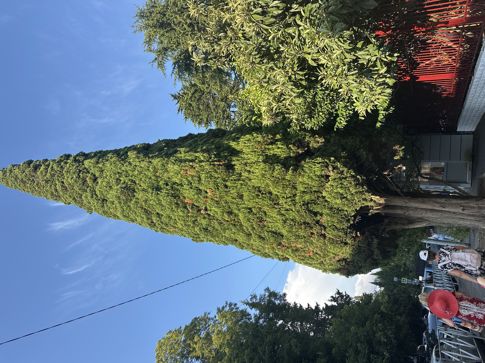 The image depicts a street scene in Sochi, Russia, with a prominent tall cypress tree in the foreground. A sidewalk runs alongside the street, which is lined with parked cars and other trees. Two women are walking on the sidewalk, one wearing a red hat and dress, and the other a white hat and a patterned dress with a backpack. A red metal fence is visible to the right of the sidewalk, behind which is a building. The sky is blue with scattered white clouds, and there are power lines running across the frame. The overall impression is of a sunny day in a coastal city.