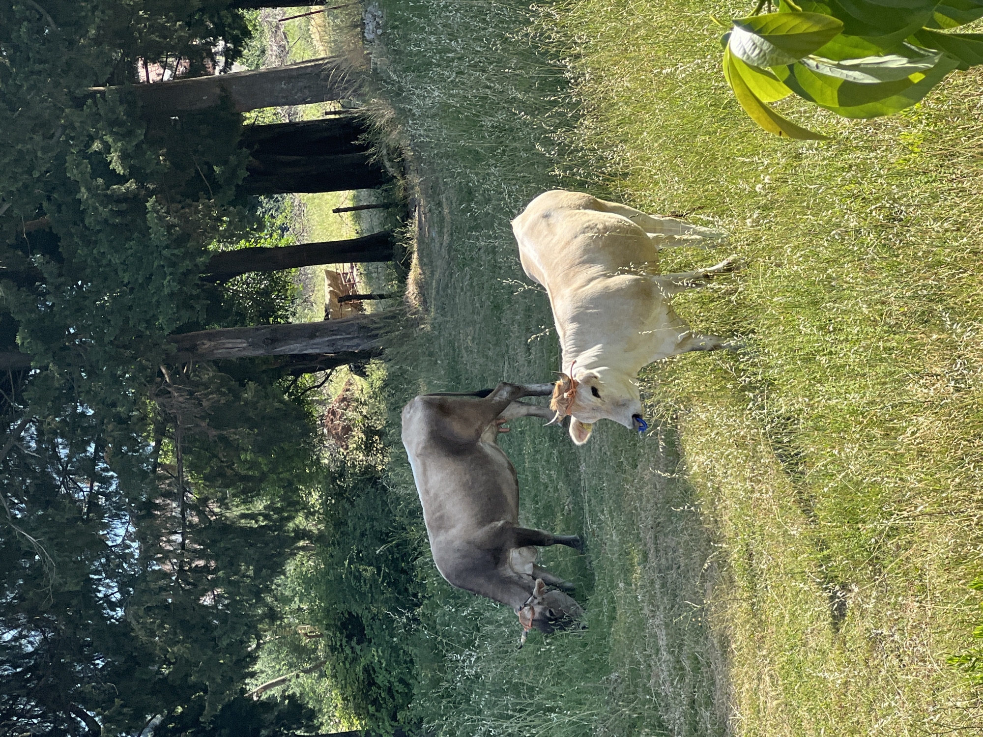 The image depicts two cows in a grassy field, likely in a rural area. One cow is gray-brown, and the other is white. Both have horns. The cows are standing and grazing. There are trees to the left of the cows and a fence in the background. The presence of trees and the general setting suggest a location outside a densely populated urban area. There is no specific indication in the image of Baošići, Montenegro.
