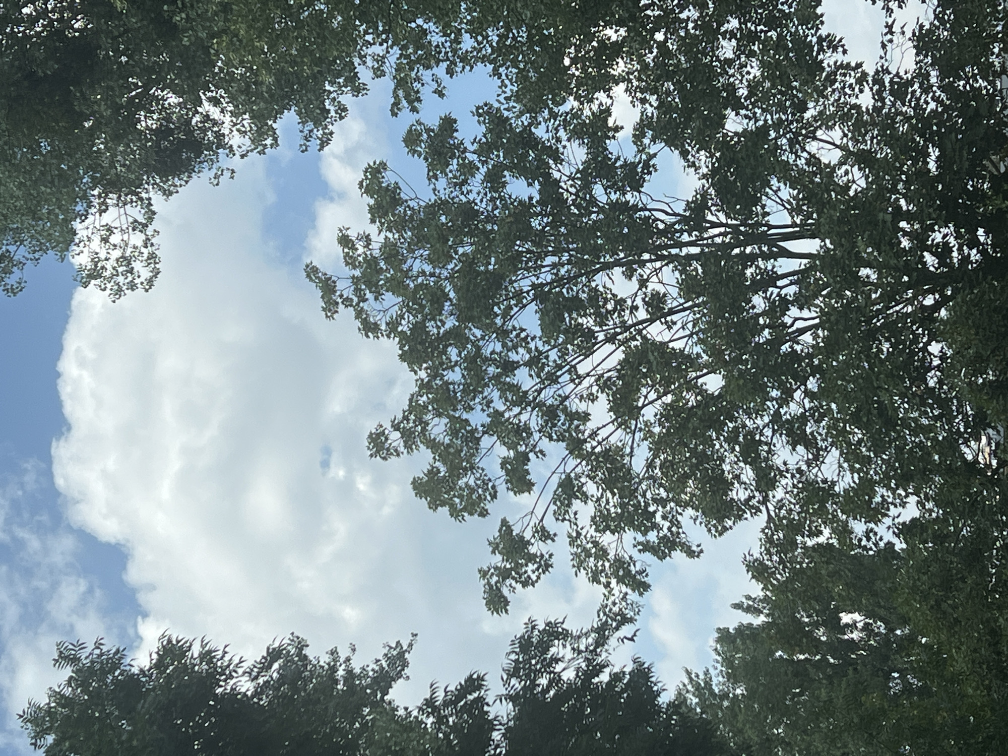 This is an outdoor, eye-level, vertical, full shot photograph looking up through trees at a cloudy blue sky. The trees, mostly deciduous and green, frame the sky, creating an impression of looking through a natural opening. The foliage is dense in some areas, with lighter, sparser branches and leaves visible in others, allowing glimpses of the sky behind. The clouds are white and puffy, varying in size and density, interspersed with patches of blue sky. There are no people or specific landmarks visible. The scene is consistent with a park or treed residential area within a city. No specific location in Warsaw, Poland can be determined from the visual information alone.