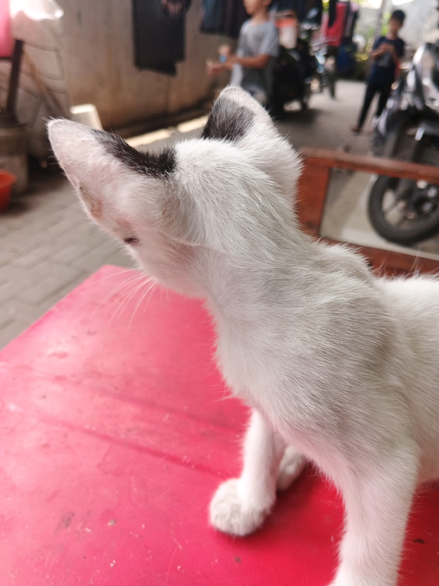 A white kitten with black markings on its ears and head sits on a bright red surface, possibly a table. Its fur appears soft and slightly ruffled. The background is blurred, showing what appears to be a residential outdoor area with a paved ground and some indistinct figures and vehicles, suggesting a location in an urban or semi-urban environment in Kadu, Indonesia. The lighting indicates it is daytime.