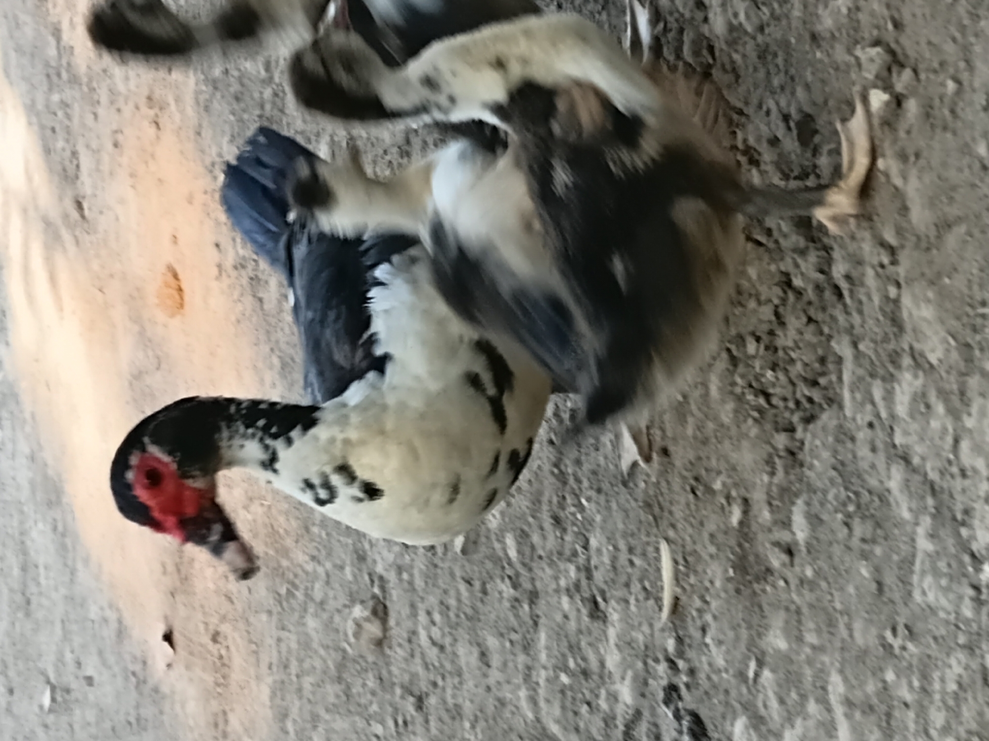 The image depicts a group of ducks on a dirt ground in what is described as Margo Rukun, Indonesia. In the foreground, a duckling with black and white plumage is standing. Behind it, another duckling is partially visible. To the left and slightly further back, a larger duck with black and white feathers and a prominent red face is also present. The ground is composed of loose soil and small stones, with some dried leaves scattered about. The lighting suggests it is daytime. The scene is naturalistic, with no man-made structures or prominent features visible beyond the ducks and their immediate environment.