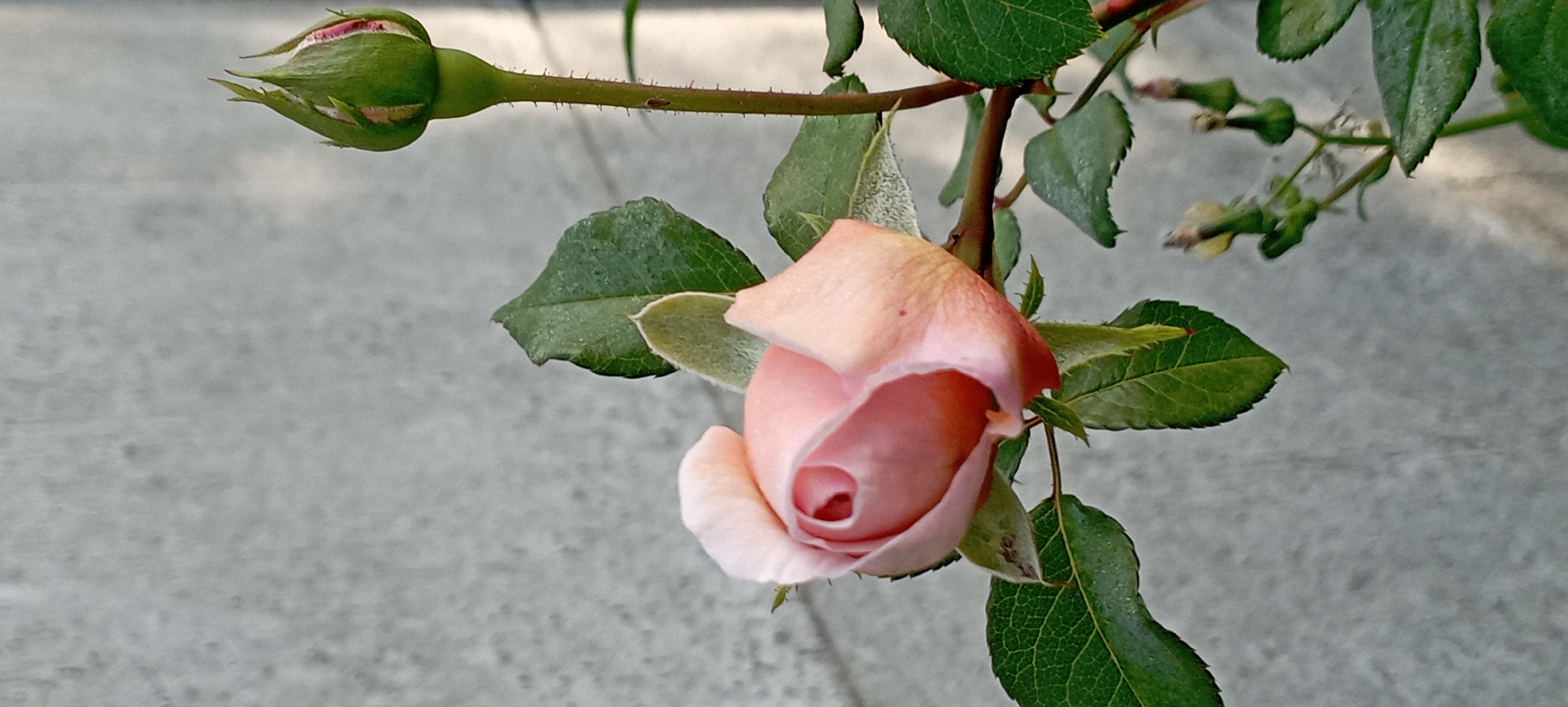 The image shows a close-up of a pink rosebud, partially opened, and a green rosebud in the upper right corner, on a branch with green leaves. The background is a plain, textured gray wall. The scene appears to be outdoors, possibly in a garden or yard, given the presence of the rose plant. There are no people or specific landmarks visible that would indicate a precise location within Radisne, Ukraine. The lighting suggests it is daytime.