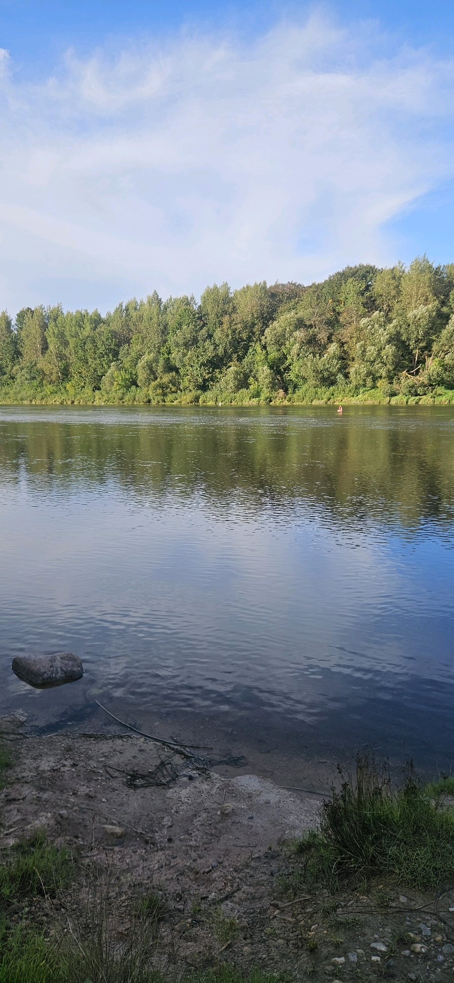 The image depicts a serene natural landscape likely near Vitsebsk, Belarus, featuring a wide river reflecting a clear blue sky with wispy clouds. The far bank of the river is lined with a dense, verdant forest, with trees of varying shades of green. On the water, a person in a red flotation device is visible in the distance, appearing to be swimming or paddling. The foreground shows a muddy bank with a large, dark stone partially submerged in the water, and some dry reeds and branches scattered on the ground. The overall impression is one of tranquility and natural beauty.