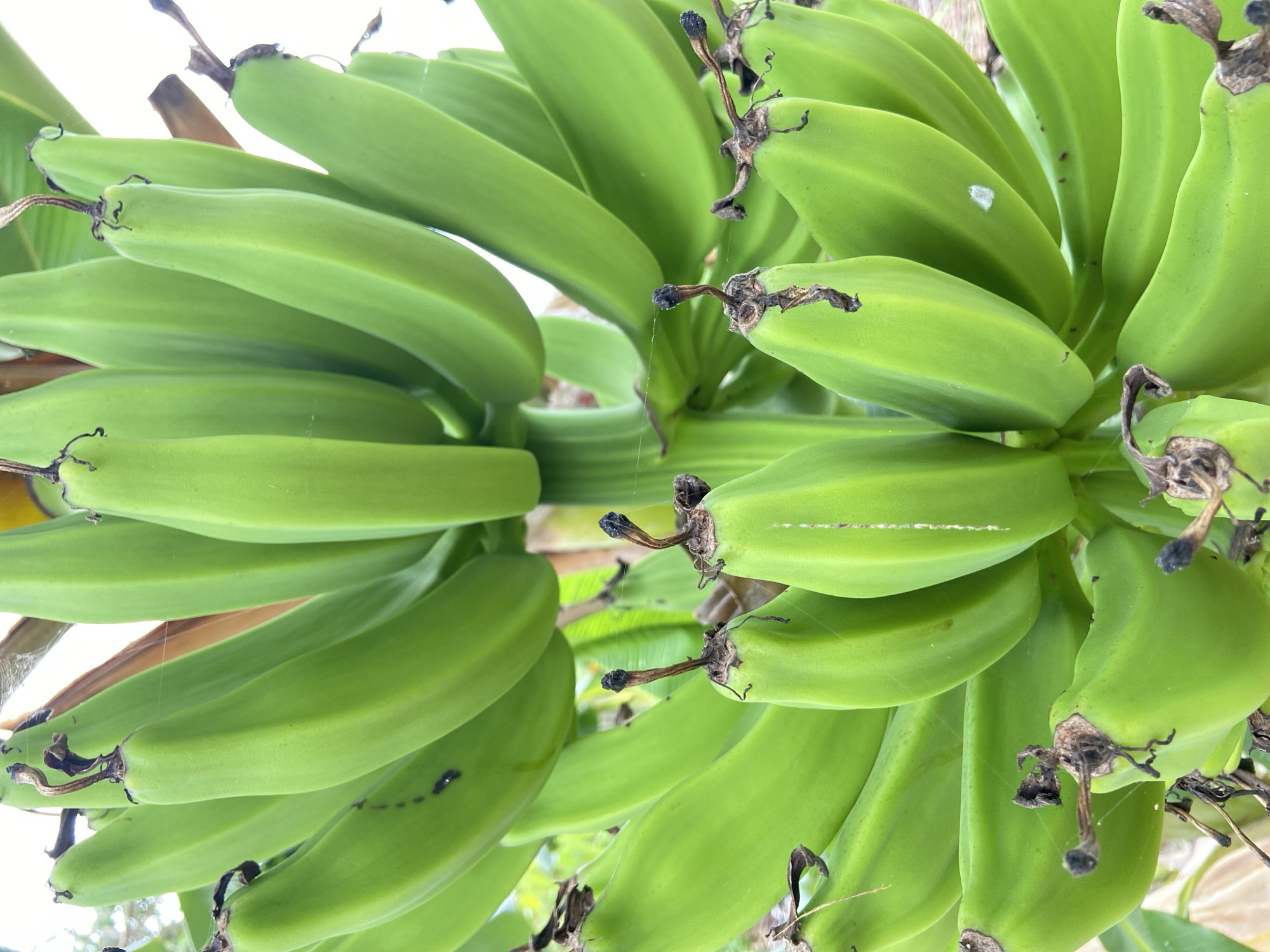 A close-up, upward-facing shot features two large bunches of unripe green bananas. The bananas are tightly packed together, and their blunt, squared-off tips are clearly visible. Each banana has a dark brown, dried remnant of the flower at its end. Thin spiderwebs are visible across the bananas. The backdrop is a mix of natural light and partial views of foliage. The setting is likely in Los Velásquez, Venezuela.