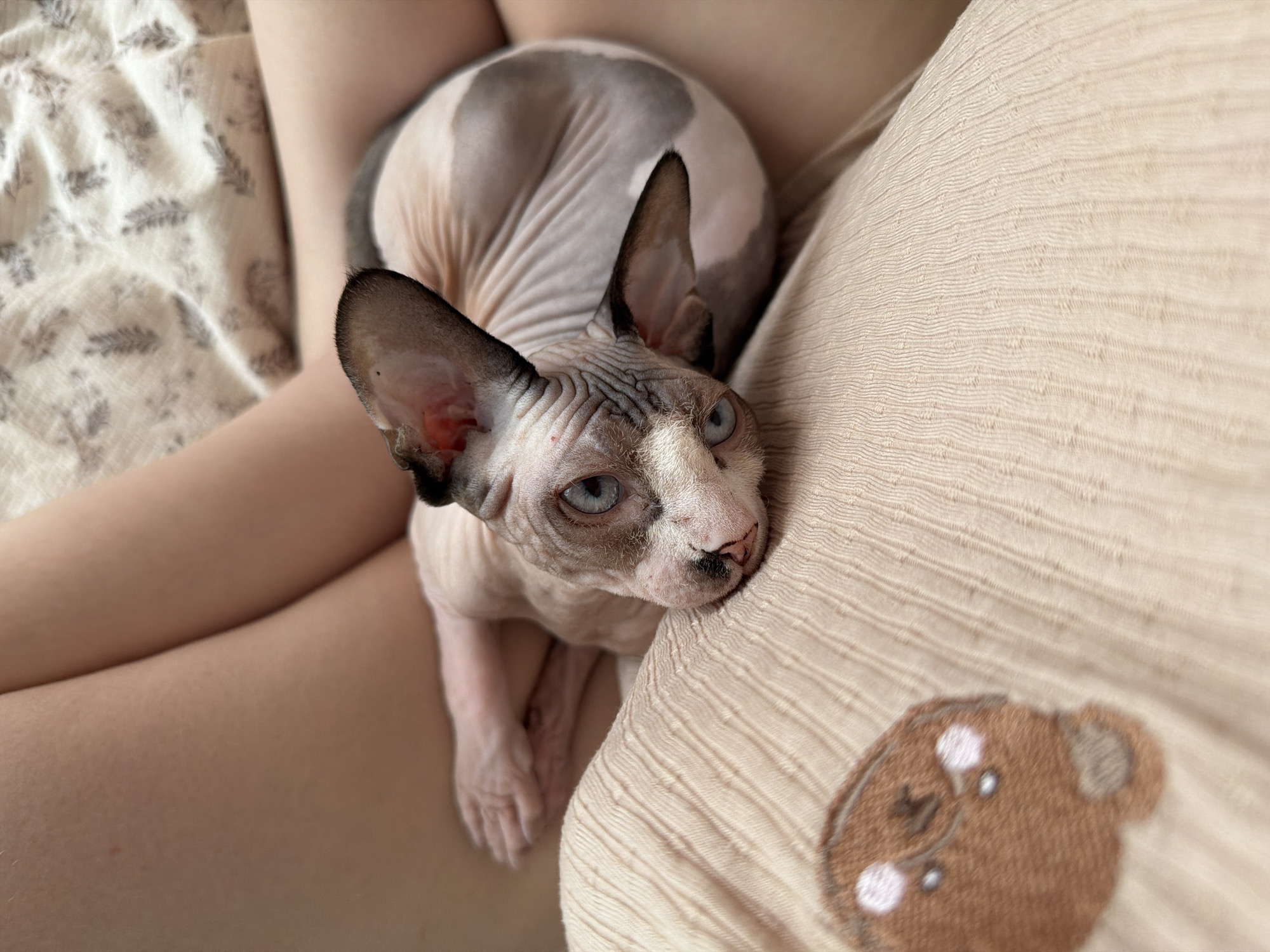 A high-angle, close-up shot shows a Sphynx cat lounging on a person's lap. The cat has light pink skin with gray markings on its head, back, and tail. Its large, pointed ears are prominent, and its blue eyes are wide open, looking directly at the camera. The cat's face is wrinkled, and its nose is a delicate pink. The person's bare legs are visible beneath the cat, dressed in light-colored pajama bottoms with a subtle leaf pattern. The cat is resting on a textured, light brown fabric, possibly a blanket or clothing, which features a small embroidered teddy bear face in the lower right corner. The lighting suggests it could be daytime, with soft light illuminating the scene. The cat appears relaxed and comfortable, resting its head against the fabric.