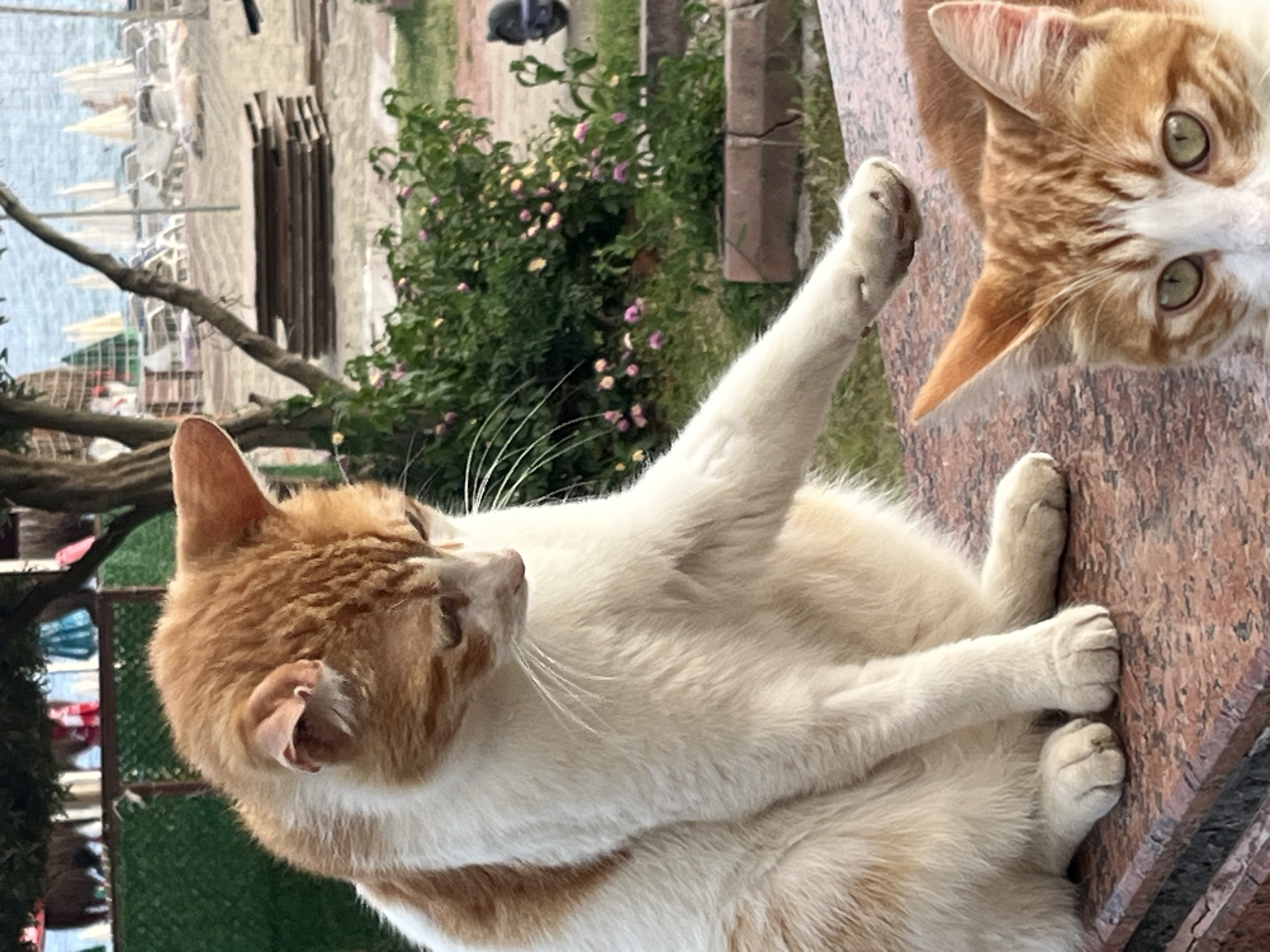 Two orange and white cats are resting on a reddish-brown marble surface. One cat is lying on its back with its paws in the air, looking to the left. The other cat's face is visible in the upper right, looking directly at the camera.
The background includes a green bush with small pink flowers. In the distance, there is a beach with white umbrellas and a body of water, which indicates this location to be near the coast. The overall environment suggests an outdoor location, possibly a park or public area, in Alanya, Turkey. There are no people visible in the image.