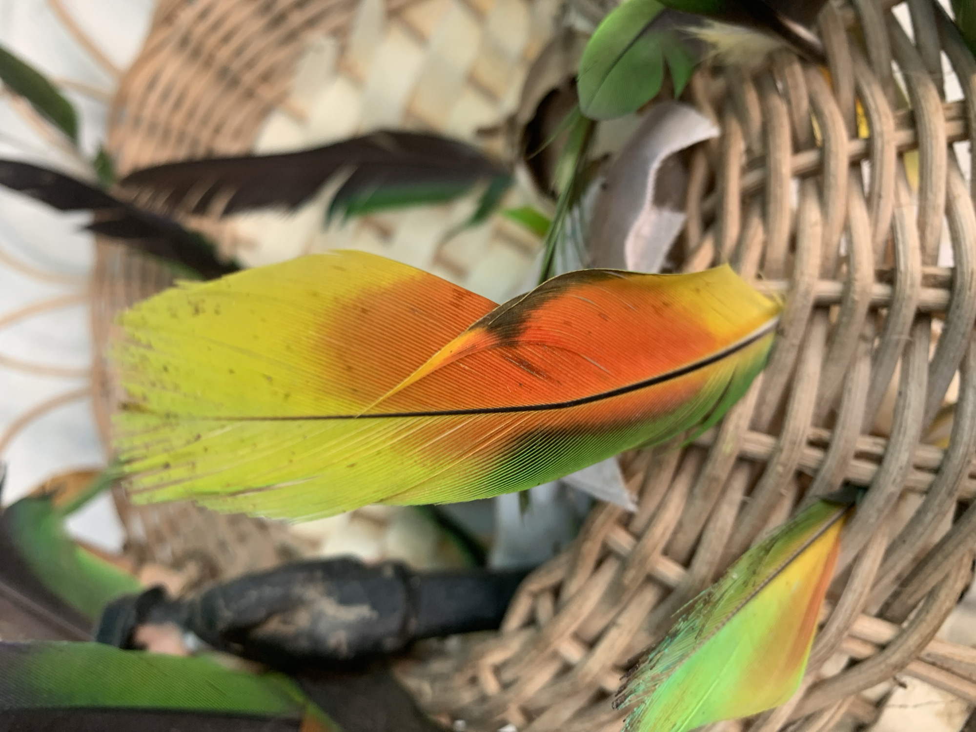 This image, located in Santa Ana, Venezuela, displays a collection of bird feathers and a figurine contained within a woven basket. The prominent subject is a large feather, positioned upright in the center, exhibiting a color gradient from lime green at its upper left, transitioning to bright yellow in the upper right, and then to orange and dark orange towards its visible quill. The fine barb structures are clearly discernible on this feather. To its lower left, a smaller feather, primarily green with yellow and orange undertones, rests within the basket. The basket itself is constructed from light brown woven material, displaying an intricate, open weave pattern. Partially obscured and out of focus to the left of the central feather, a dark-colored figurine of a person wearing a hat and coat is visible, facing left. Additional dark and green feathers are loosely distributed in the background areas of the basket. The setting appears to be indoors with soft, ambient lighting.