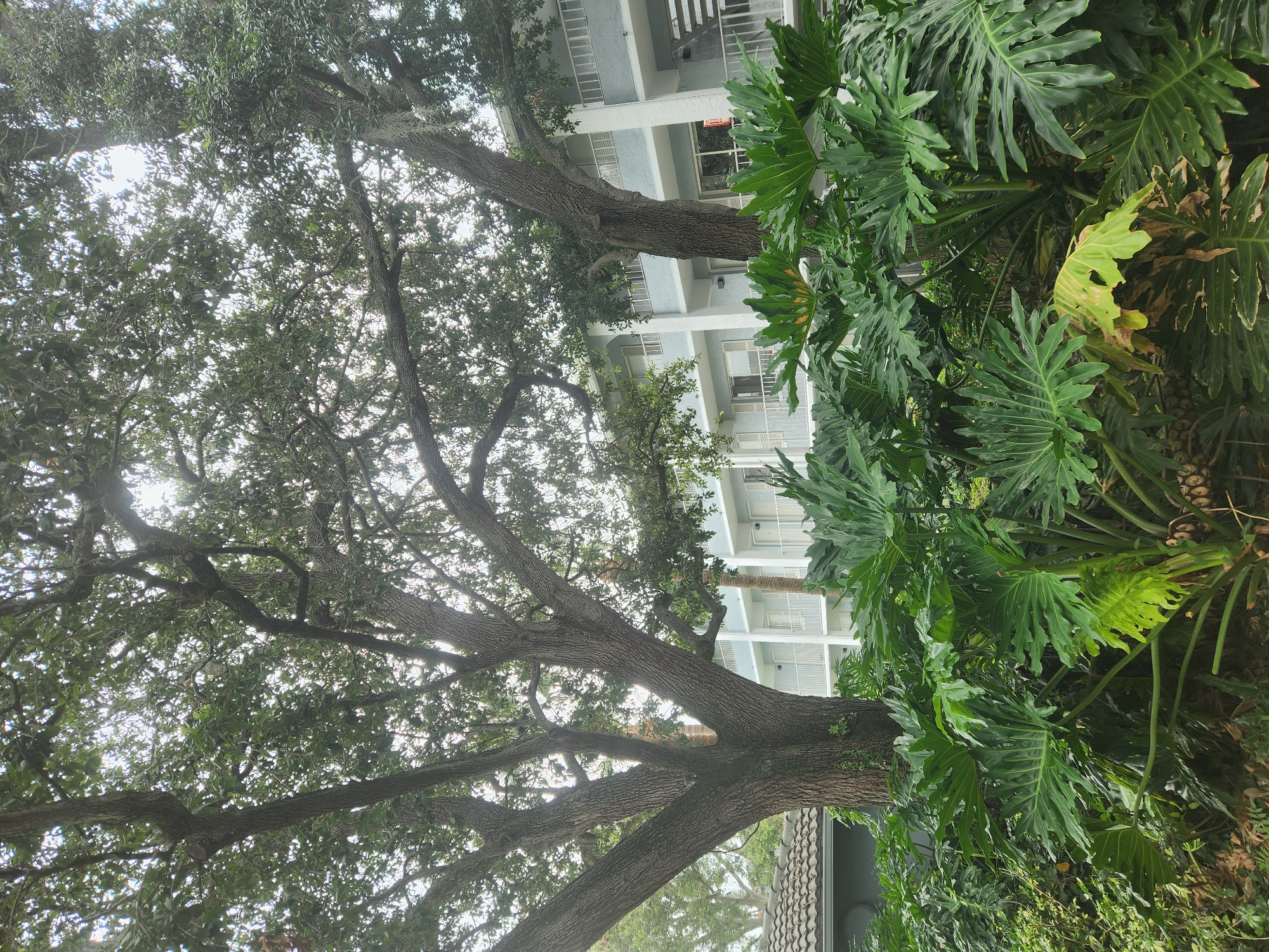 This media file depicts an outdoor scene featuring lush greenery and a building. Two prominent trees with thick, textured bark and dense foliage dominate the foreground and midground. On the right side of the frame, a large tropical plant with broad, deeply lobed leaves is visible, its vibrant green contrasting with the more subdued tones of the trees.
Behind the foliage, a multi-story building with white and light blue accents stands. The building has multiple balconies with white railings and windows with shutters. The perspective suggests the viewer is looking upwards from ground level.
The lighting indicates it is daytime, with sunlight filtering through the tree canopy, creating a dappled effect. The sky is mostly obscured by the leaves, but appears bright, suggesting fair weather. The presence of tropical-looking plants and the style of the building hint at a warm climate, consistent with the specified location of Altamonte Springs, USA.
No people are visible in the image. The overall mood is serene and natural, with the man-made structure serving as a backdrop to the abundant plant life. There is no visible text in the image.