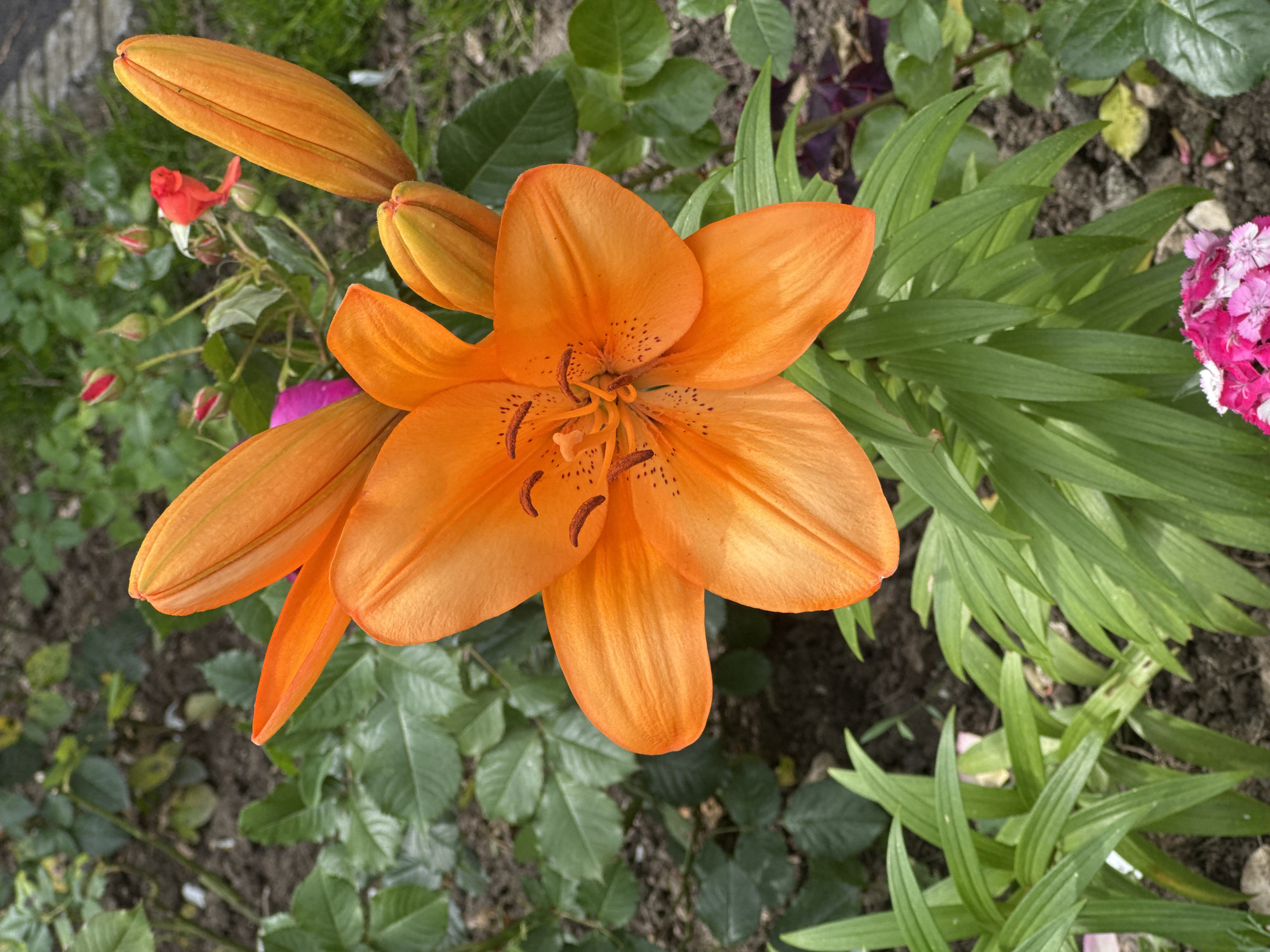 An overhead medium shot captures a vibrant orange lily in full bloom, its petals unfurled and centered within the frame. Several other lily buds, also orange, are visible, some tightly closed and others partially open, surrounding the main flower. The lily is set against a backdrop of lush green foliage, with hints of soil and mulch visible between the plants. In the upper right portion of the image, a cluster of red rosebuds and one open red rose adds a contrasting splash of color to the scene. The lighting appears natural, suggesting an outdoor setting during daylight hours. The image was taken in the Sea Garden in Varna, Bulgaria.