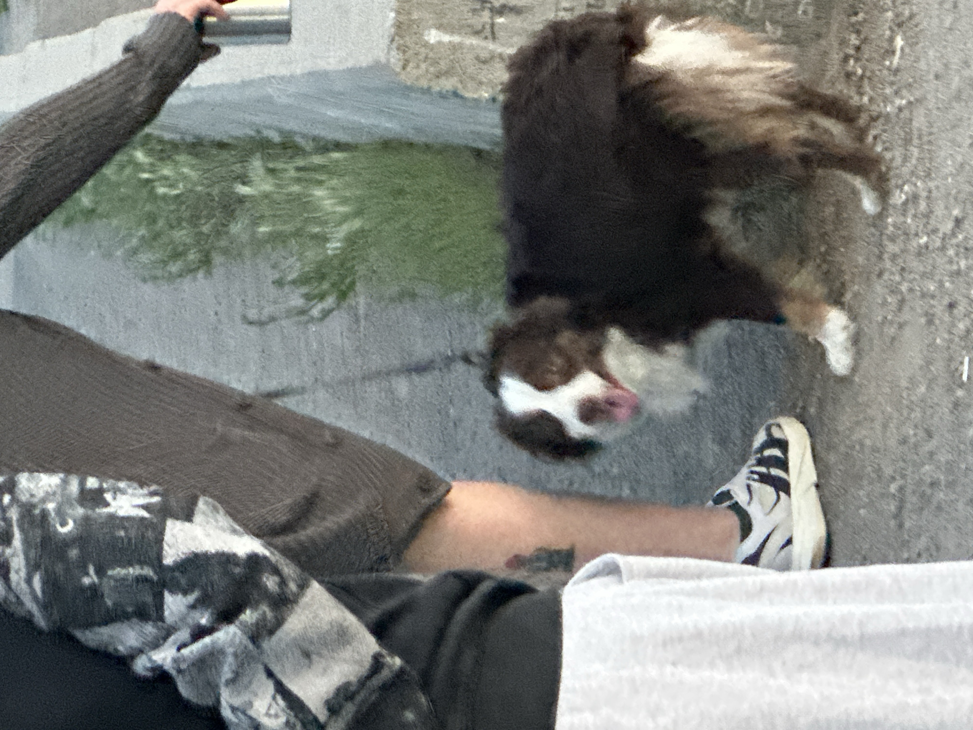 The image shows a close-up view of a person's arm, leg, and foot, with a dog in the background. The person is wearing a dark brown ribbed sweater on their left arm and a dark brown pair of pants or skirt on their lower body. A black and white patterned cloth is draped over their lap. The person's right leg is visible, with a tattoo on the calf. They are wearing a white and black athletic shoe with white laces.
In the background, a brown and white dog with a fluffy tail is visible. The dog's head is turned away from the camera, and its pink tongue is sticking out. The dog appears to be in motion, possibly jumping or running.
The setting appears to be outdoors, on a paved surface next to a patch of green grass and a concrete structure. The lighting suggests it might be daytime. The overall impression is a candid shot of a person and their dog, possibly in a park or a similar outdoor public space. There is no visible text in the image. The specific location cues for Irkutsk, Russia are not evident from the visual information provided in the image.