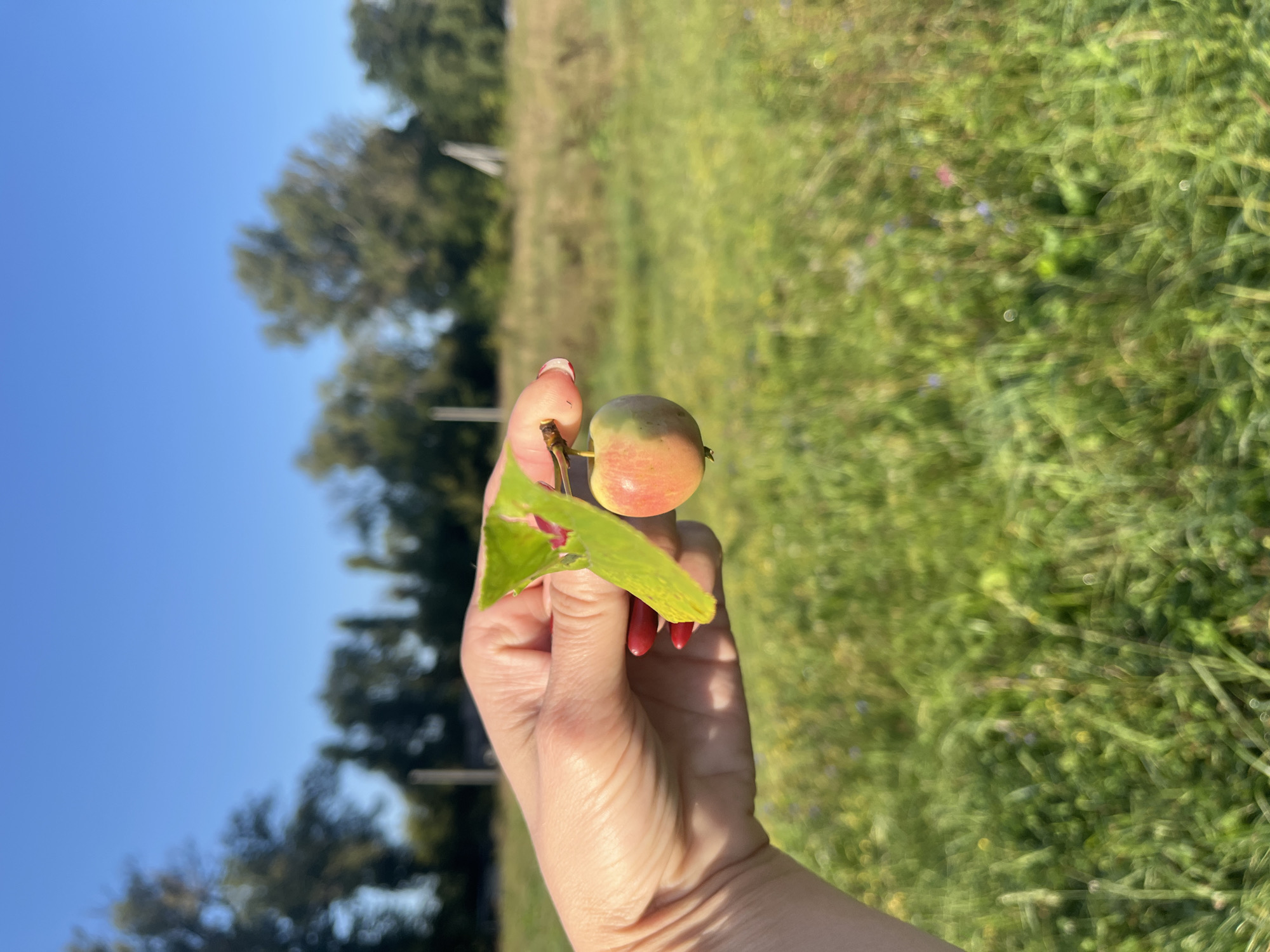 A hand with red nail polish holds a small, unripe apple with a green leaf attached by a stem. The background is a blurred green field with some wildflowers and trees under a clear blue sky. The image appears to have been taken outdoors during daylight. There is no visible indication of the city of Novye Turbasly, Russia.