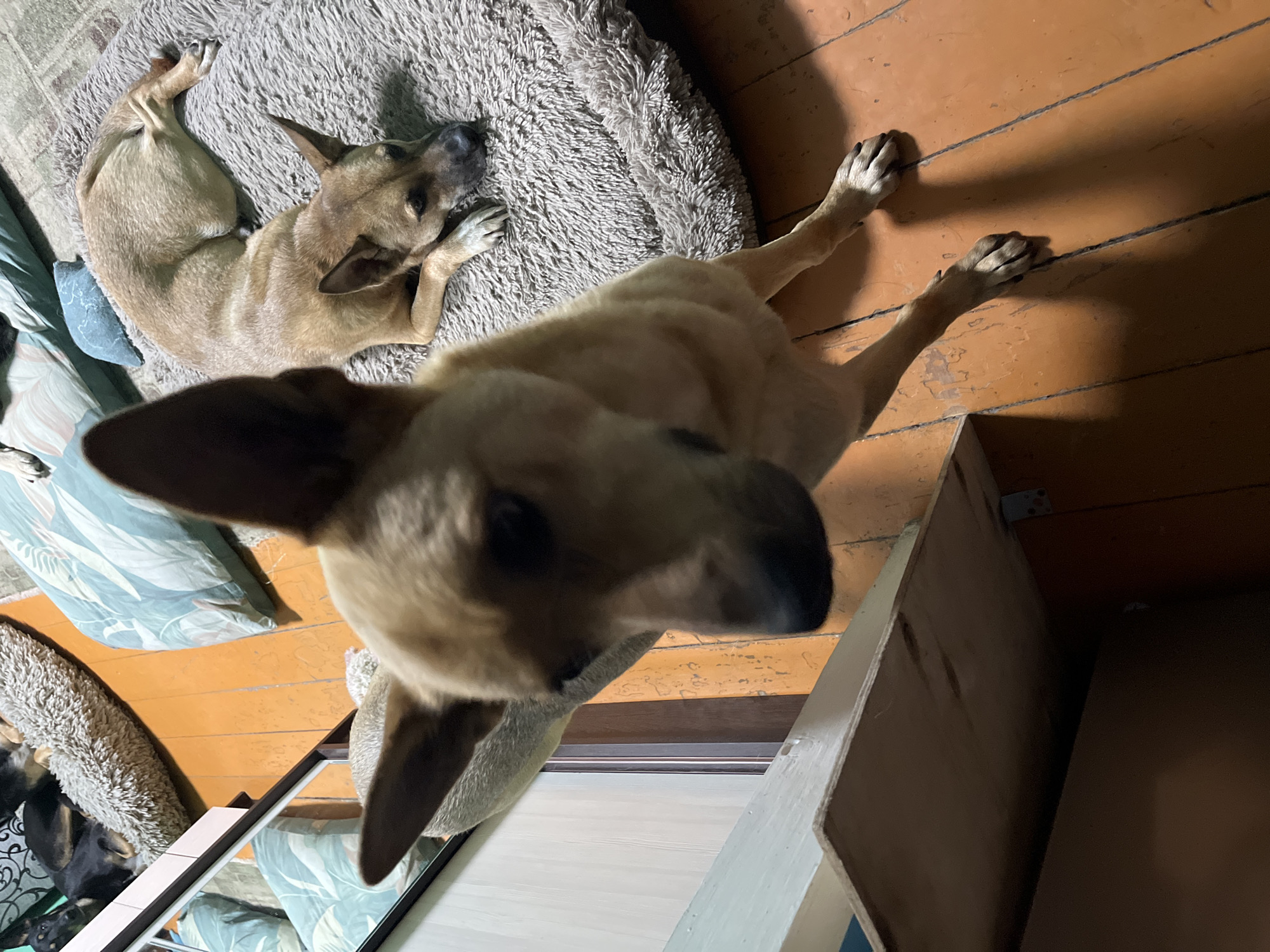 The image shows two dogs in a room with wooden floors. One dog, a tan-colored breed with large ears, is in the foreground, looking directly at the camera. Its head and front legs are visible. In the background, another dog, also tan-colored, is lying on a fluffy, round pet bed. This dog is curled up, resting its head on its paws. There are also pillows and blankets visible in the background. The overall impression is of a domestic setting. The location is not determinable from the image.