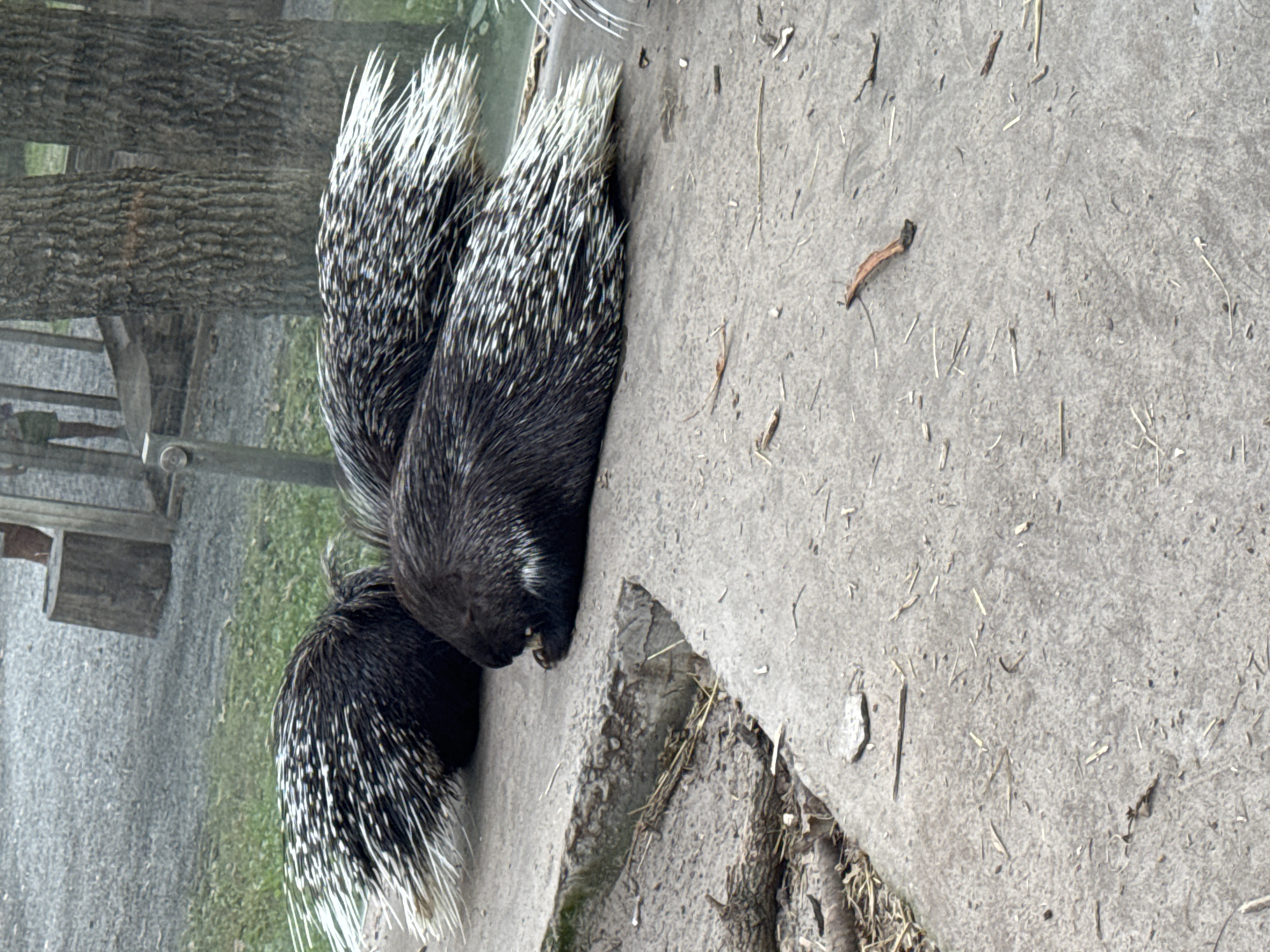 In Orlivshchyna, Ukraine, a photograph captures three porcupines resting on a concrete surface. The porcupines are positioned closely together, with their quills prominently displayed. One porcupine is in the foreground, facing left and appearing to be eating or grooming its paws. Two other porcupines are situated behind it, with their backs facing the viewer, showcasing the full length of their quills. The background reveals a grassy area with some trees and a wooden structure, possibly part of an enclosure in a zoo or wildlife park. The lighting suggests it is daytime.