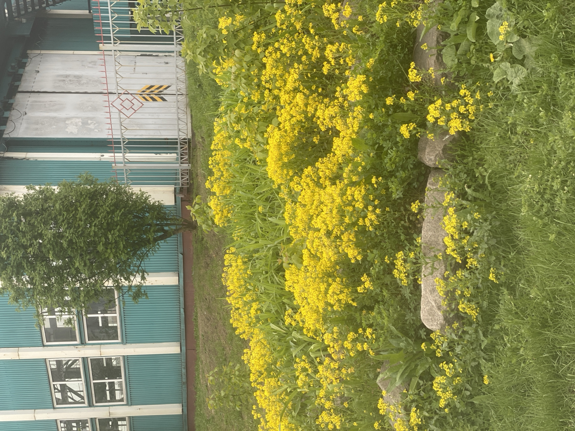 The image depicts a scene in Novokuznetsk, Russia, featuring a building with corrugated blue siding and white trim, punctuated by square windows. A young tree stands near the building. Adjacent to the building is a metal gate with a weathered gray finish and warning markings. The foreground is dominated by a dense patch of yellow wildflowers and green foliage, with a series of irregularly shaped stones partially obscuring the vegetation. The overall environment is overgrown and naturalistic, juxtaposed with the industrial appearance of the building and gate. No people are visible in the scene.
