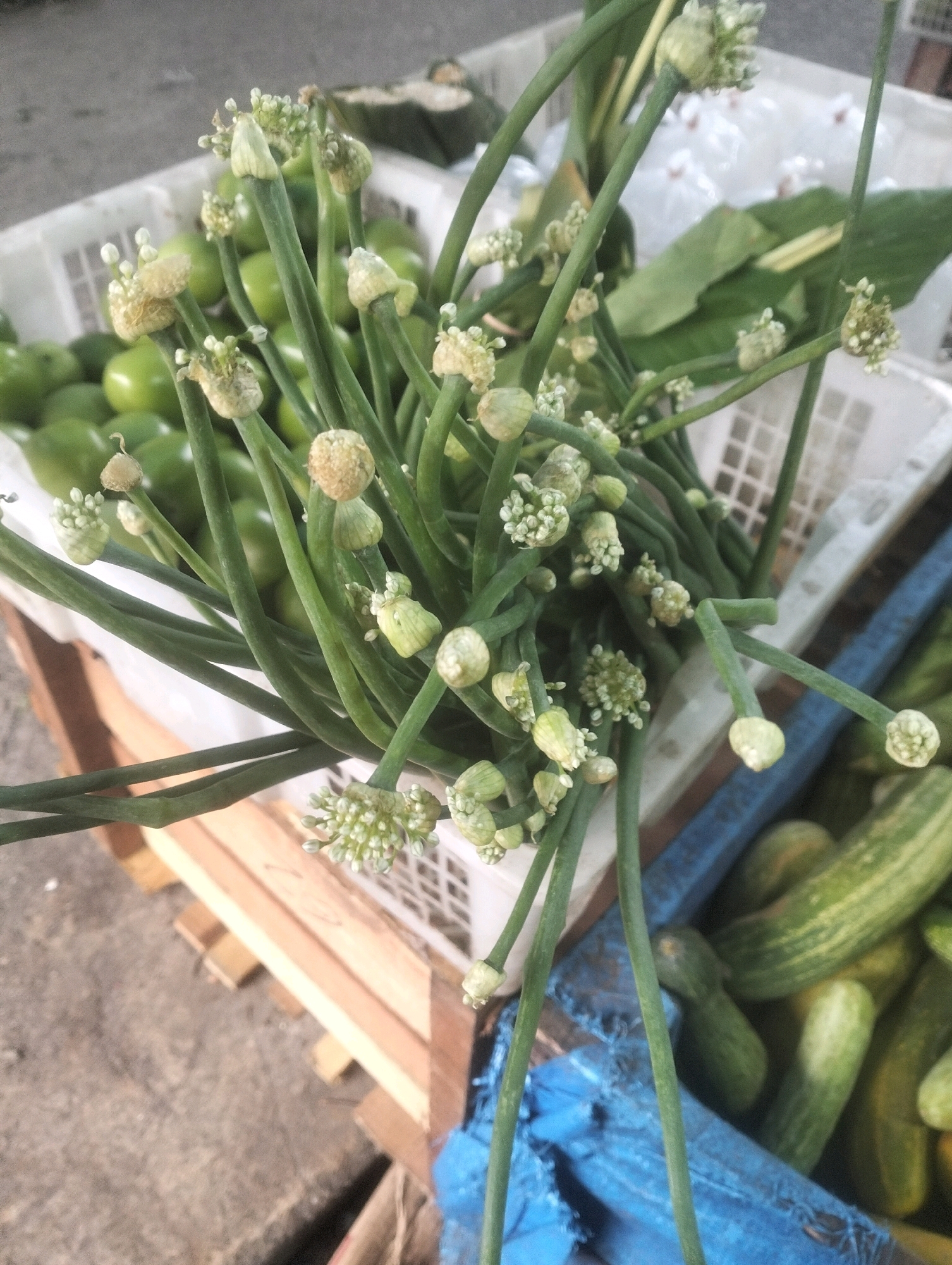 A high-angle shot captures a bundle of blooming garlic scapes in the foreground. The scapes are characterized by their long, green stalks topped with clusters of small, white, star-shaped flowers and developing seed pods. Behind the scapes, a white plastic basket is visible, containing several round, green fruits, likely young tomatoes or similar produce. Further back, a larger white basket holds various green vegetables and leafy produce. To the right of the scapes, another basket is visible, filled with cucumbers. The overall scene appears to be an outdoor market stall, possibly in Balik Alam, Indonesia, with a gray, paved surface visible in the background, suggesting an urban or semi-urban setting. The lighting indicates daytime conditions.