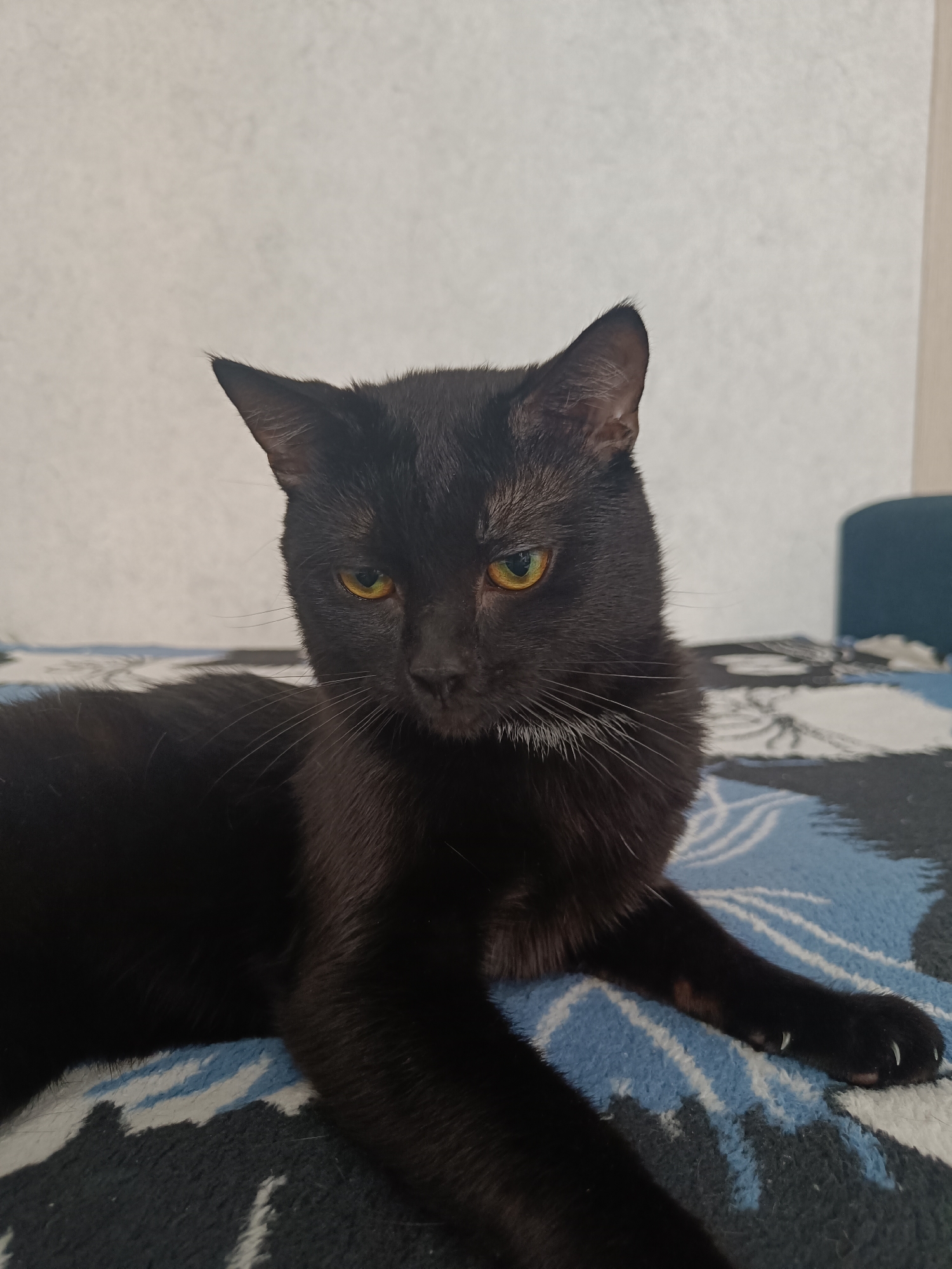 A black cat with yellow eyes is lying on a patterned blanket. The cat is in the foreground, with its body facing left and its head turned slightly towards the viewer. The blanket has a blue and black pattern of abstract shapes. In the background, a textured, light-colored wall is visible, possibly a wall in an apartment in Krasnodar, Russia. The lighting appears to be indoor ambient light.