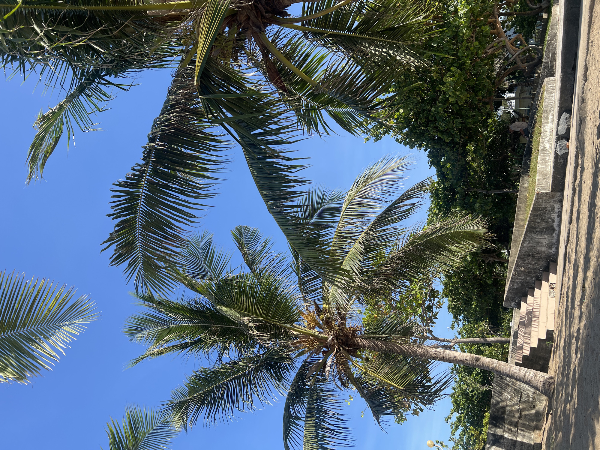 The image depicts a scene in Nha Trang Ward, Vietnam. The perspective is from below, looking up through palm trees against a clear blue sky. Two main palm trees are visible, their trunks partially obscured by foliage. One tree is more central, with fronds spread wide, while another is positioned to the upper left. To the right of the frame, a section of concrete wall and steps is visible, bordering what appears to be a sandy area. Behind the wall, additional trees with broad leaves are present, suggesting other vegetation or landscaping. The overall impression is a bright, tropical, outdoor scene.