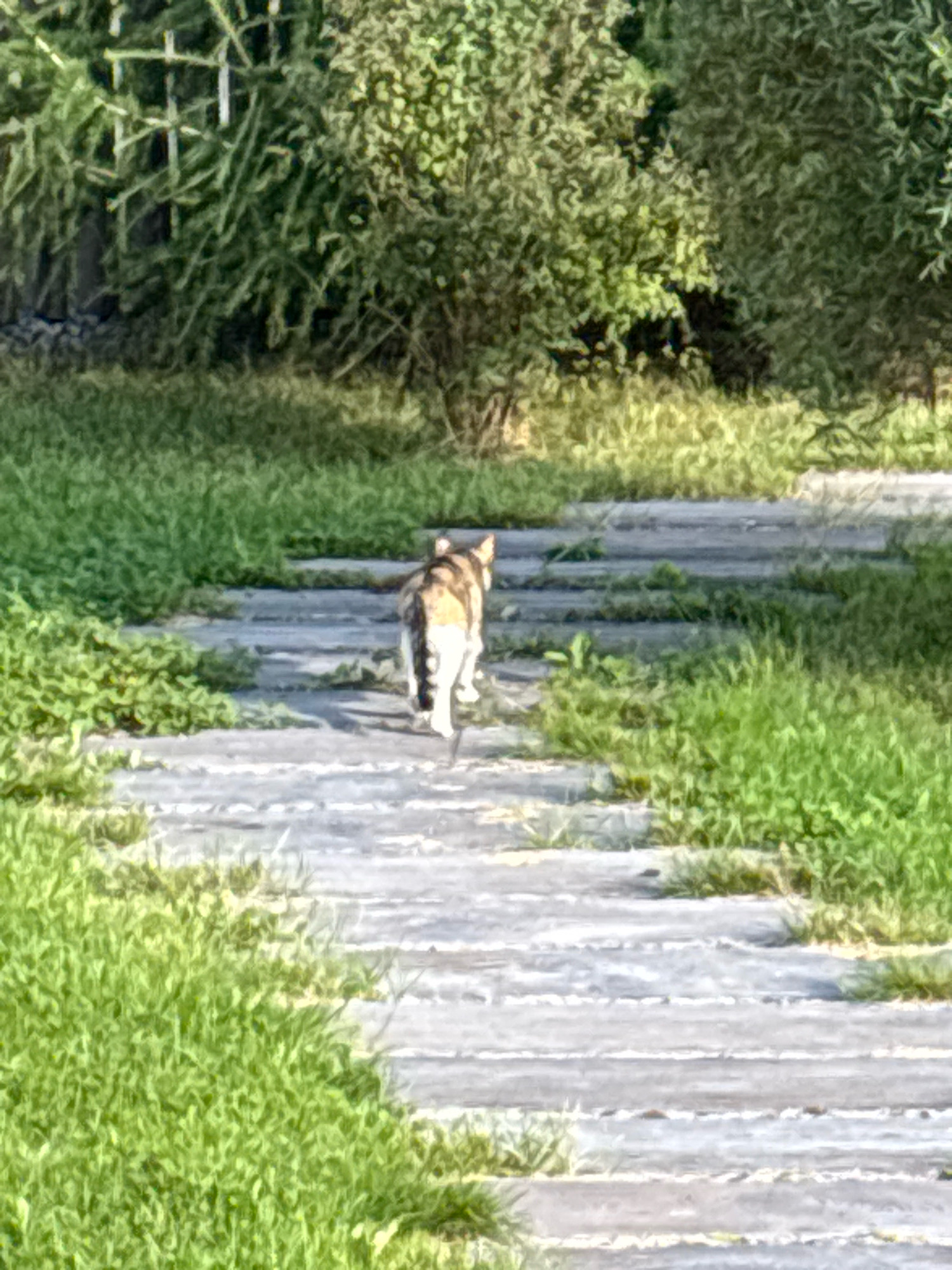 A tabby cat with white paws and chest is walking away from the camera on a pathway made of grey, horizontal slats. The pathway is bordered on both sides by lush green grass and vegetation. In the background, there are dense green bushes and trees, with a hint of sunlight filtering through. The scene appears to be outdoors, likely in a park or garden setting in the city of Zvenigorod, Russia.