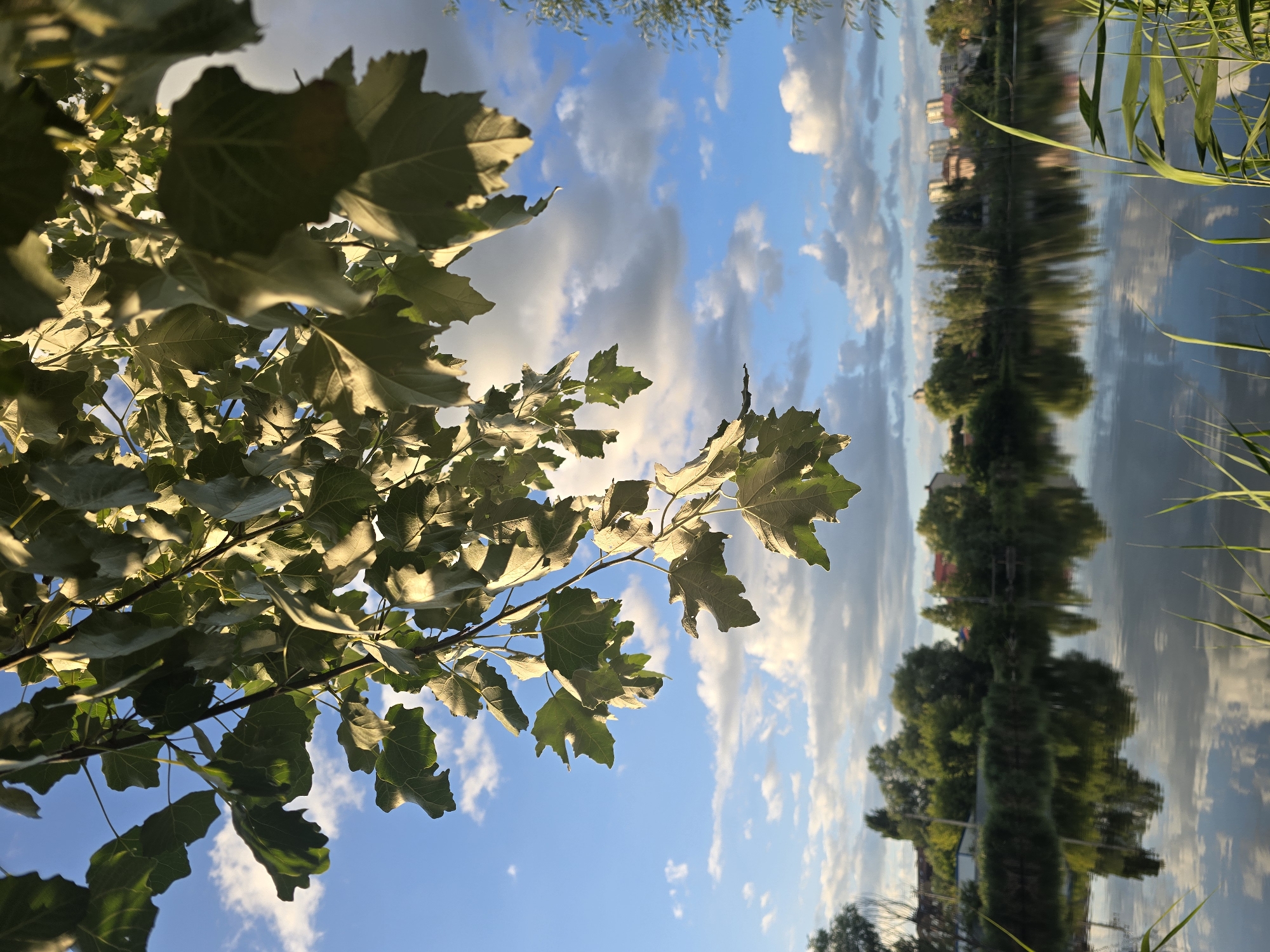 This is a landscape photograph taken from a low angle, looking up through tree branches towards the sky and then down to a body of water. In the foreground, large green leaves of a tree hang down, silhouetted against a bright blue sky with scattered white clouds. The sunlight catches the edges of the leaves, creating highlights.
Below the branches, a calm lake stretches across the middle ground. The water reflects the sky and the trees on the opposite bank, creating a mirror image. Along the far bank of the lake, there is a dense line of trees, with some buildings visible behind them, suggesting an urban or suburban edge to the natural landscape. The buildings appear to be residential, with some taller structures in the distance. The overall scene suggests a park or waterfront area on a sunny day. The location of Sofiivska Borshchahivka, Ukraine is also noted for this scene.