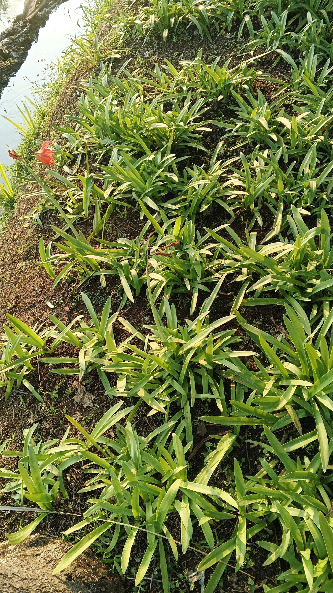 A ground-level shot captures a dense bed of vibrant green lily plants with long, blade-like leaves, growing in dark soil. A single bright orange lily flower with a tubular shape is prominently visible to the left, near the edge of the planting area. The planting bed is situated beside a body of water, with the water's surface reflecting the sky and surrounding vegetation. The scene appears to be located in a garden or park, likely in Minggir, Indonesia, given the lighting conditions which suggest a sunny day with the sun casting shadows across the leaves. The focus is on the lush greenery and the singular bright flower, creating a natural and serene atmosphere.