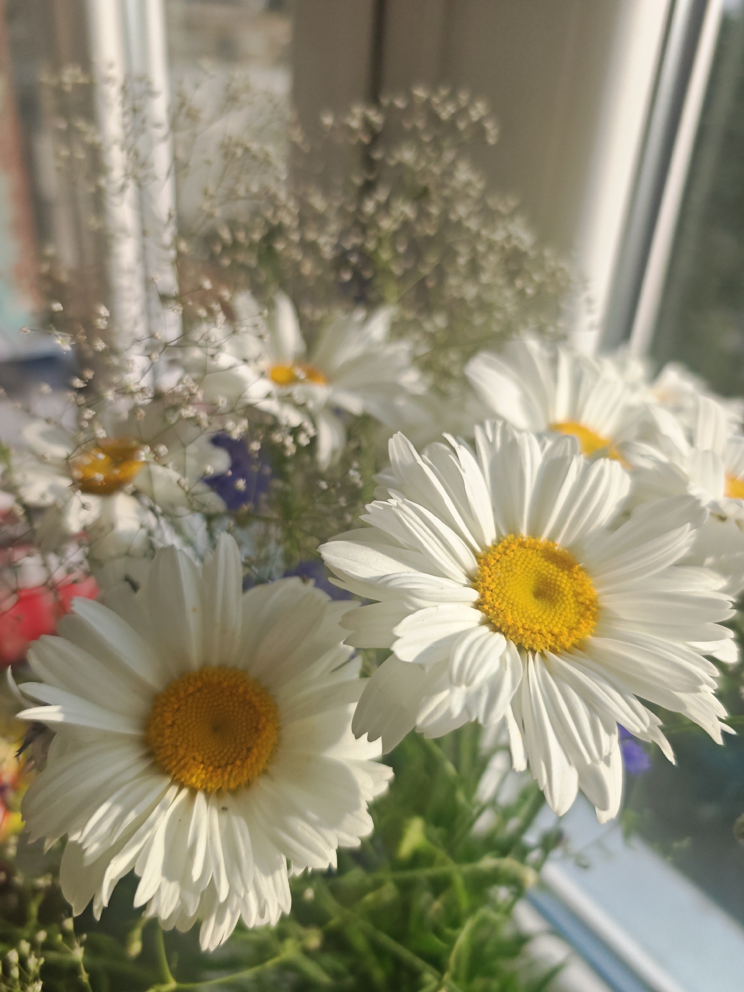 A close-up, sunlit image displays a bouquet of daisies and baby's breath, likely placed on a windowsill in a city apartment in Riga, Latvia. The foreground features two large, white daisies with bright yellow centers, their petals catching the sunlight and casting shadows. Behind them, more daisies and delicate white baby's breath create a soft, textured background. Hints of other colorful flowers, possibly red and purple, are visible further within the bouquet. The scene is bathed in a warm, natural light, suggesting it is daytime. The background, out of focus, shows a window frame and the blurry shapes of trees or buildings outside, characteristic of an urban environment. There are no people or animals present in the image.