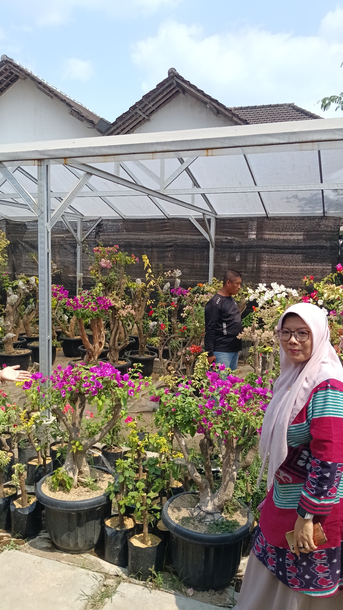 This image captures a scene at a nursery in Cendono, Indonesia, likely specializing in ornamental plants. In the foreground, a woman wearing a light pink hijab and a colorful striped blouse is looking towards the camera. She is holding a small golden object in her right hand, possibly a phone. To her right, a man in a black long-sleeved shirt and blue jeans is looking away from the camera, seemingly attending to the plants. The background is filled with numerous potted flowering plants, predominantly bougainvillea with vibrant purple and pink blooms, as well as some white and yellow flowers. The plants are arranged in black pots and bags of various sizes. A greenhouse structure with a translucent roof and black mesh screening is visible overhead, indicating a controlled environment for the plants. The overall setting appears to be outdoors under a bright, sunny sky with a few scattered clouds. The ground is a mixture of concrete and dirt, with some grass growing in patches. The image provides a snapshot of a retail nursery operation, showcasing a variety of healthy, blooming plants and two individuals engaged in activities related to the business.