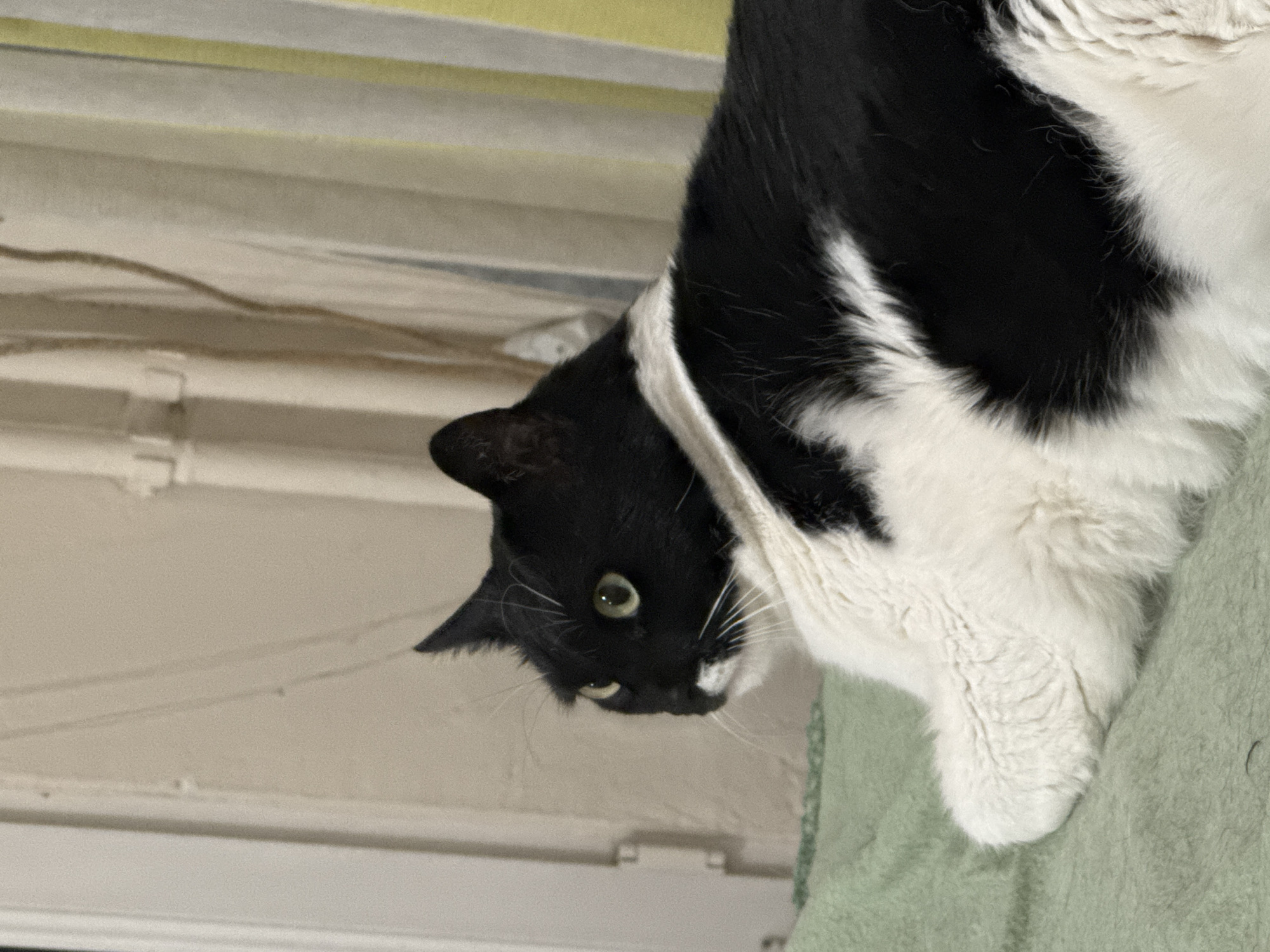 A black and white cat is lying down, seemingly perched upside down. The cat has green eyes and a black nose. The background appears to be an interior room with a light green wall and off-white trim. There's also a glimpse of what seems to be a window or other light source above. The image does not reveal any details about Burgas, Bulgaria.