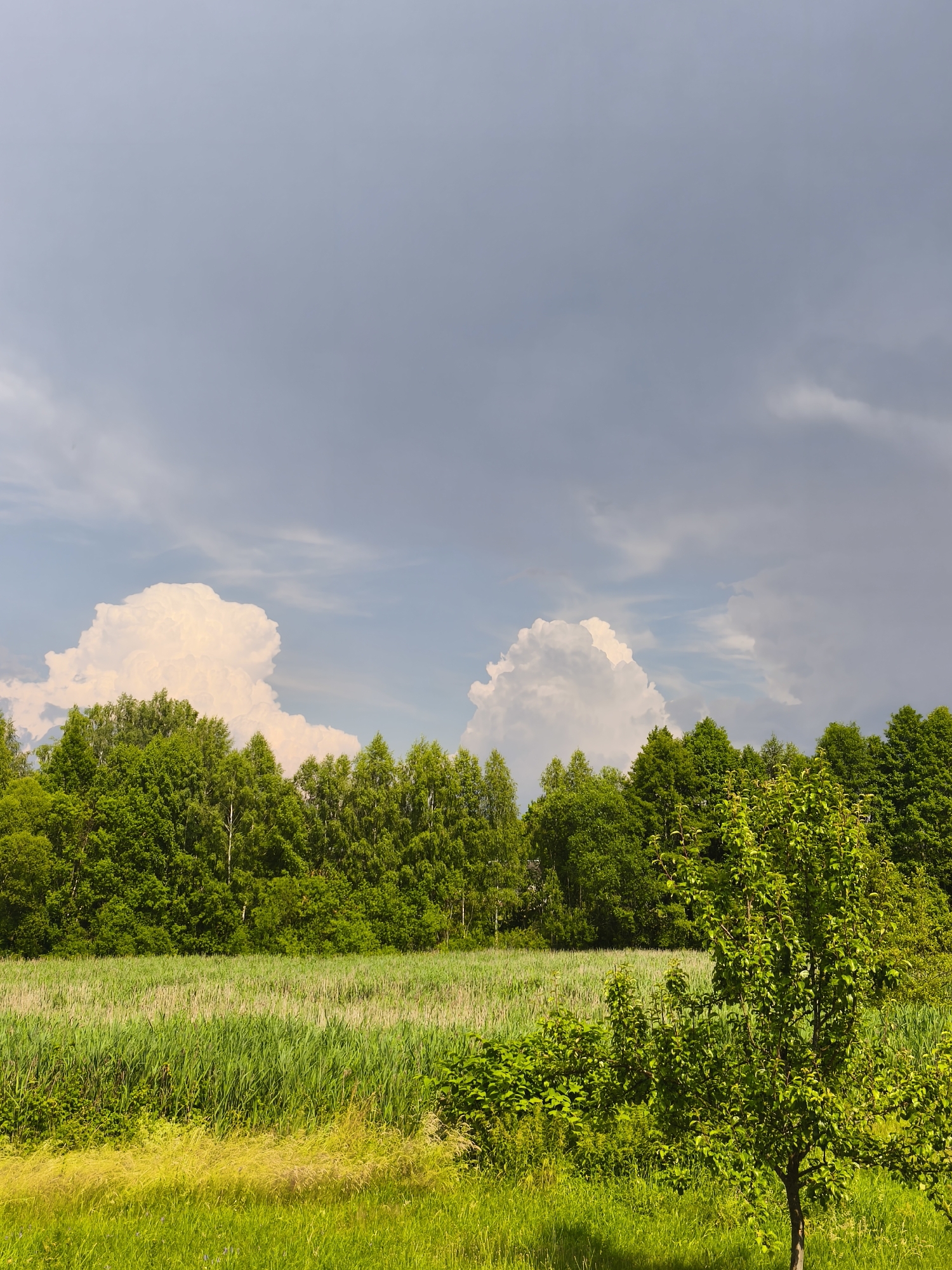 This is a landscape photograph taken in Parechcha, Belarus. The image depicts a lush green field in the foreground, with tall reeds and grasses growing abundantly. A young tree with bright green leaves stands to the right, its branches reaching upwards. Behind the field, a dense line of trees forms a dark green border, with lighter green foliage visible further back.
The sky above is dramatic, filled with a mix of dark, heavy clouds and bright, puffy white clouds, suggesting an approaching storm or recent rain. The lighting suggests it is either late afternoon or early evening, with the sun intermittently breaking through the clouds. The overall mood is one of natural beauty and the power of nature. There is no visible text in the image.
