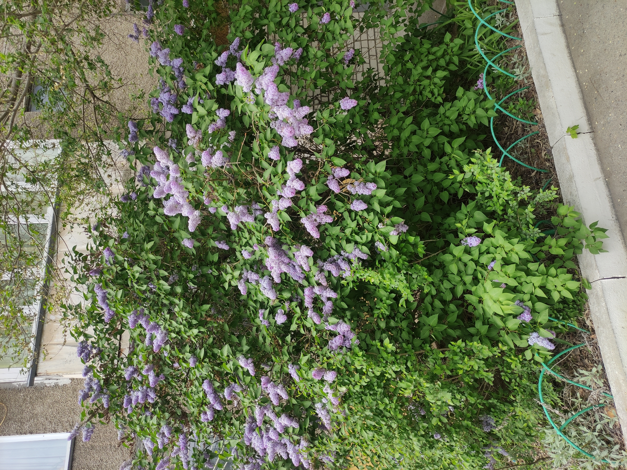 The image depicts a lush lilac bush in full bloom, with abundant purple flowers and green leaves. The bush is growing near a building with a textured exterior and white window frames, likely located in Pavlodar, Kazakhstan. A section of the sidewalk with a green metal ornamental barrier is visible along the right edge of the image. The light is bright, suggesting a daytime scene. No people are visible.