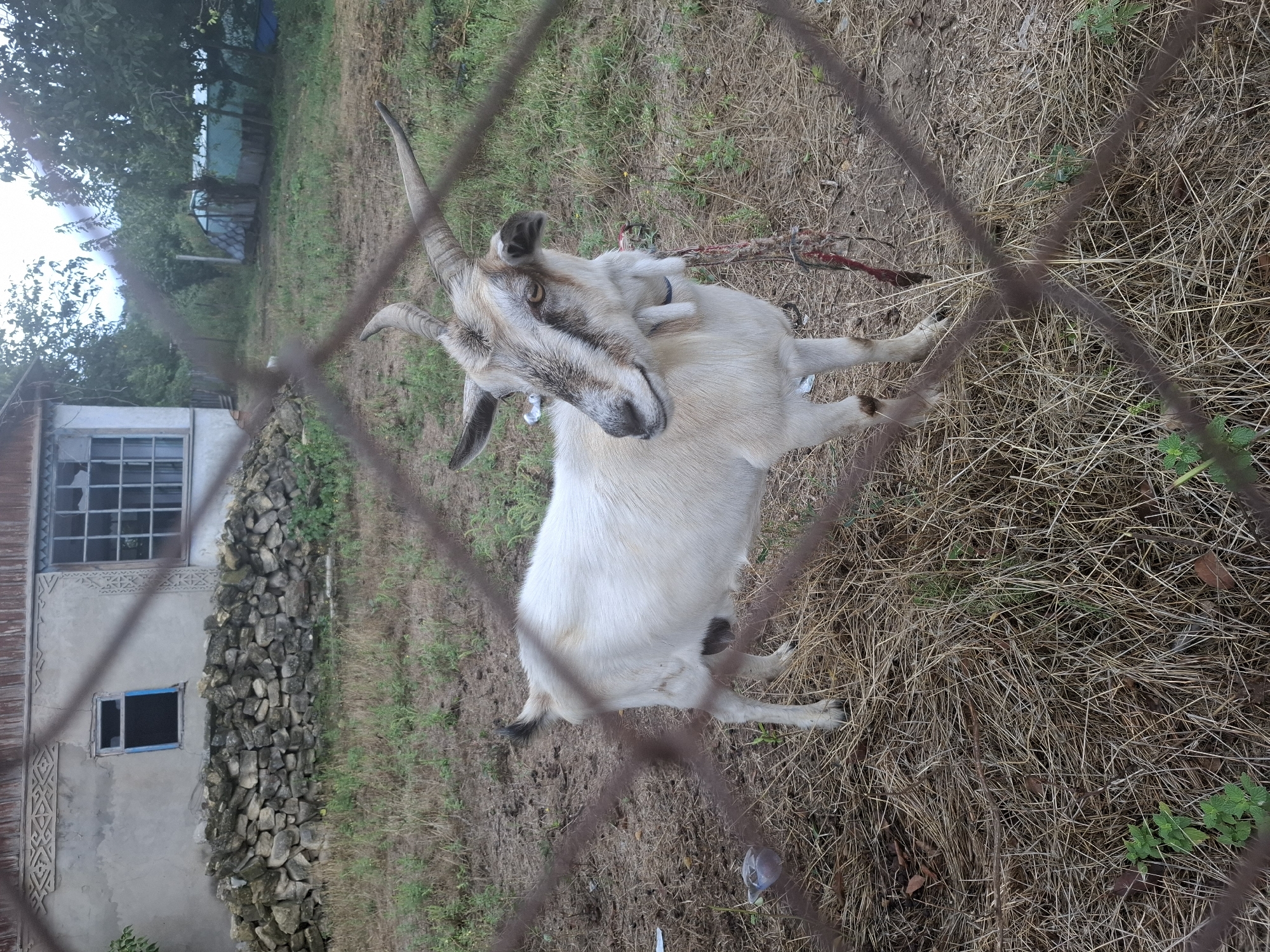 A medium shot captured through a wire fence shows a tan and white goat with prominent, curved horns standing in a dry, grassy yard. The goat is facing left, with its head turned slightly towards the viewer. It wears a light-colored collar and a red and white rope tether. Behind the goat, a light-colored building with a stacked stone wall in front of it is visible. A window with a blue frame is present on the building. In the background, trees and a green greenhouse can be seen under a cloudy sky. The scene appears to be in an outdoor, rural setting, potentially a yard or farm area, in the village of Dubăsarii Vechi, Moldova.