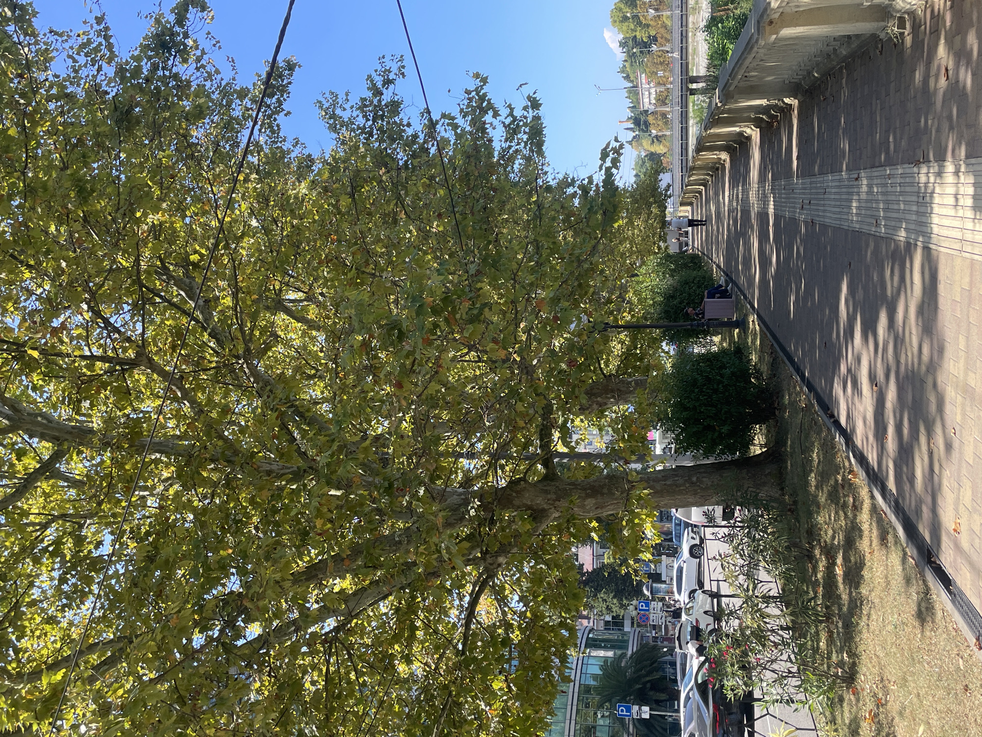 The image captures a sunny day scene along a pedestrian walkway in Sochi, Russia. A row of large trees with green and yellowing leaves shades the brick-paved walkway. The walkway features a tactile paving strip running down its center, indicating accessibility features.
On the left side of the walkway, a street runs parallel, with several parked cars visible, including a black sedan and white SUVs. Buildings, possibly commercial establishments, line the street, with large glass windows. Green bushes and some dry grass are present between the street and the walkway. Parking signs with blue 'P' symbols are also visible.
On the right side of the walkway, a stone balustrade separates it from a lower area, likely a riverbank or park. A few people are scattered along the walkway; one person is sitting on a bench under a lamppost, and two individuals are walking further down the path. In the distance, a bridge spans across a body of water, with trees and buildings on the other side. The sky is clear blue. The overall impression is a pleasant, urban promenade.