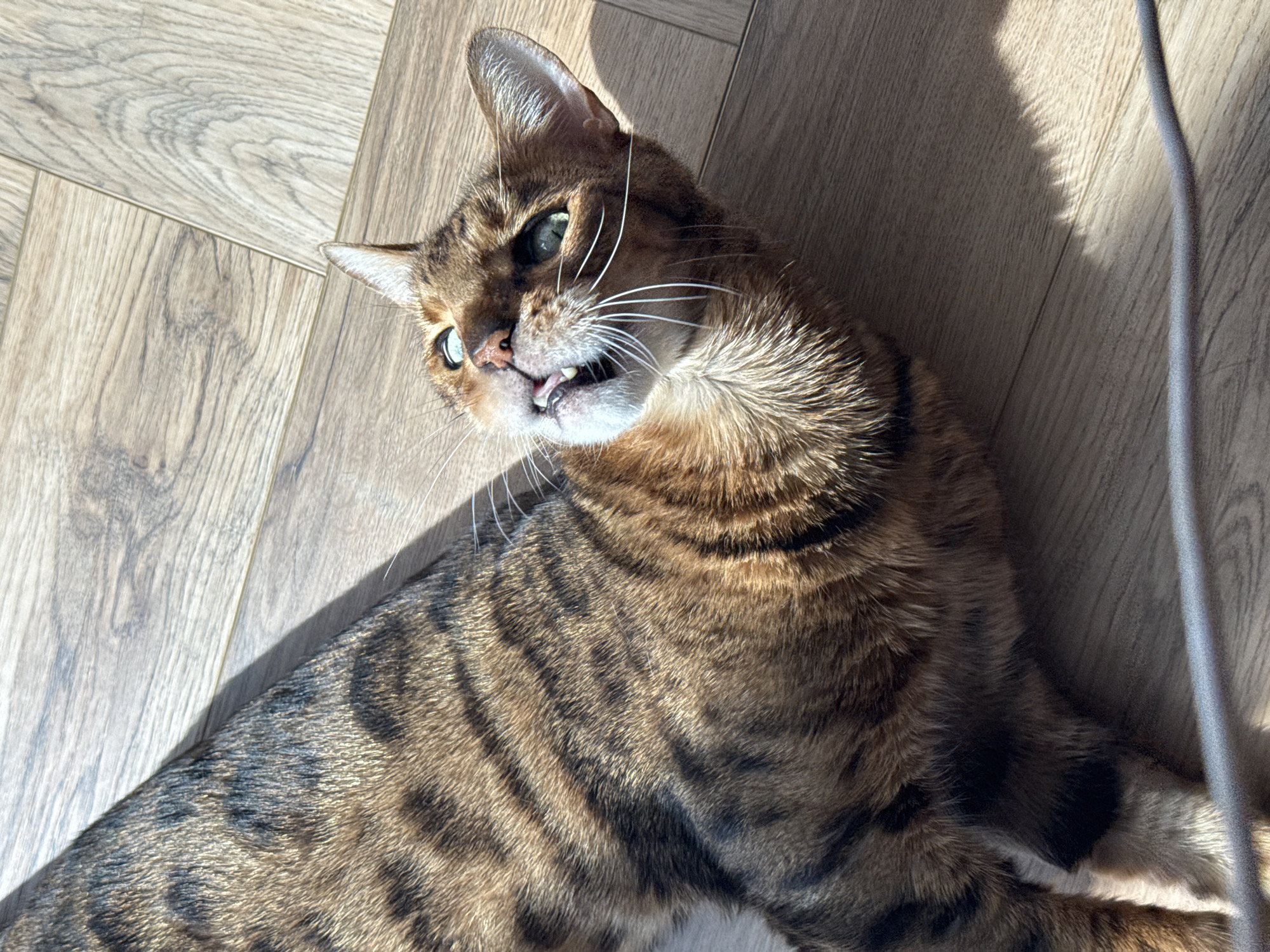 An indoor, high-angle, close-up shot shows a tabby cat with brown and black stripes, with bright green eyes, lying on its back on a light-colored wooden floor. Sunlight casts a shadow across the floor and the cat's fur. The cat's mouth is open, showing its teeth and tongue, and it is looking upwards. Its ears are pointed forward and slightly outwards. The floorboards are laid horizontally in the upper half of the image and diagonally in the lower half. A blurry horizontal object runs along the bottom of the frame.