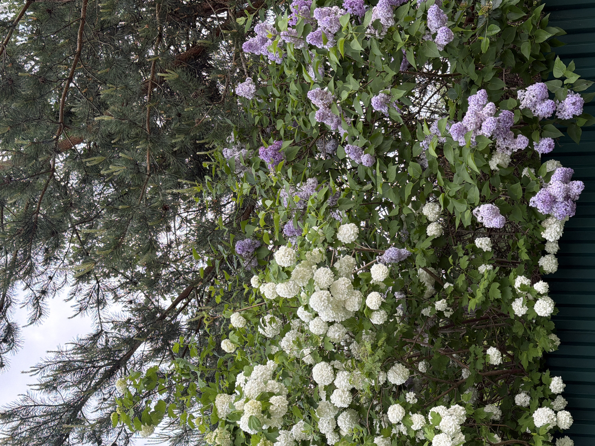 The image shows a view looking up into the branches of two trees, one a pine tree with dense green needles and the other a flowering tree with clusters of purple and white blossoms. The flowering tree appears to be growing near a green fence or wall. The location and details of the city are unknown.